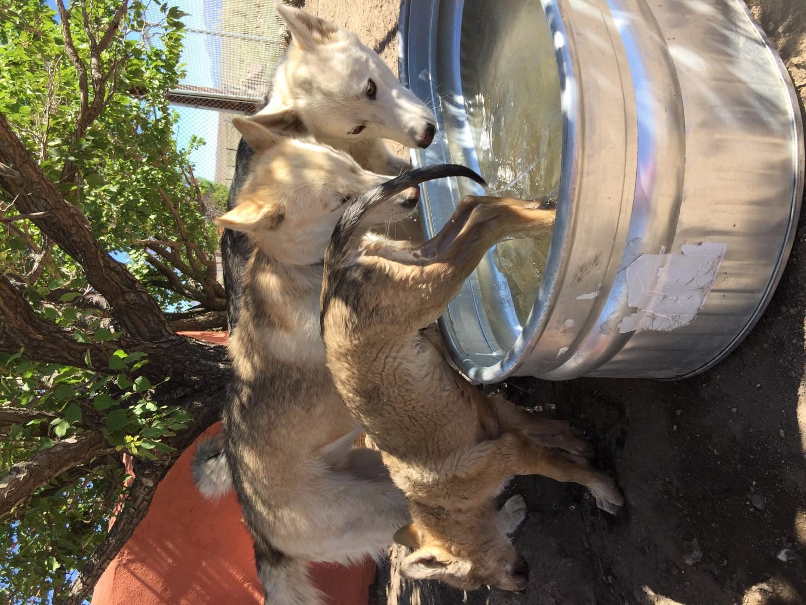 Behlen Country ST216 Shallow Galvanized Steel Round End Stock Tank, Approximately 70 Gallons customer photo 1