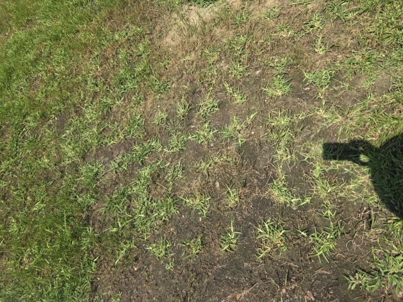 ProPlugger 5-IN-1 Lawn Tool and Garden Tool, Bulb Planter, Weeder, Sod Plugger, Annual Planter, Soil Test customer photo 1