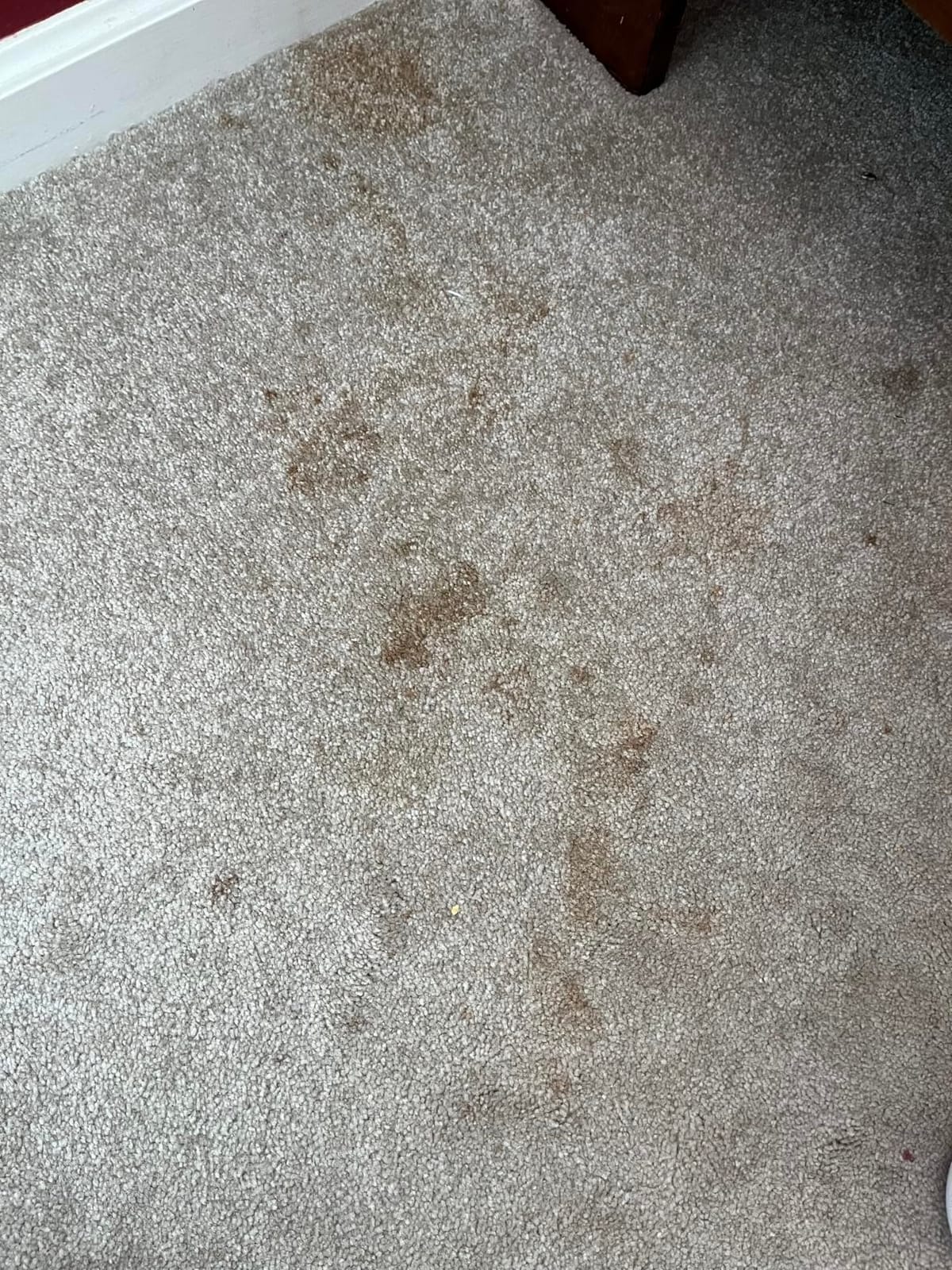 FOLEX Professional Carpet Stain Remover Spray, 34 oz - Pet Stain Removal - Instant Stain Removal - No Rinsing Required - Safe for Pets customer photo 2