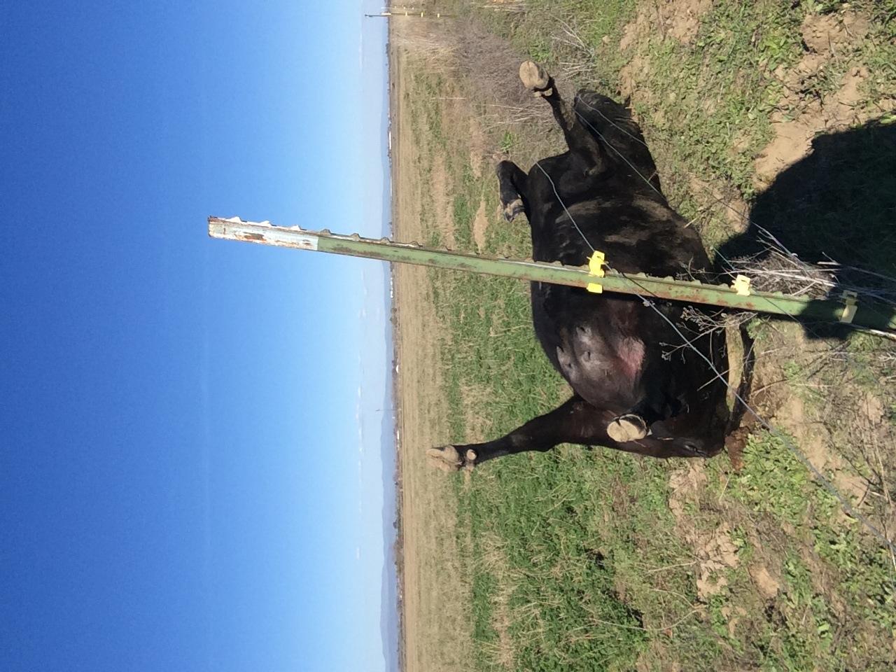 Zareba 50 Mile AC-Powered Low Impedance Electric Fence Charger | 2.0 Joule Output, Contain Cattle, Horses, Pigs, Goats, Use in Heavy Weed Conditions, Lightning Protection, EAC50M-Z customer photo 2