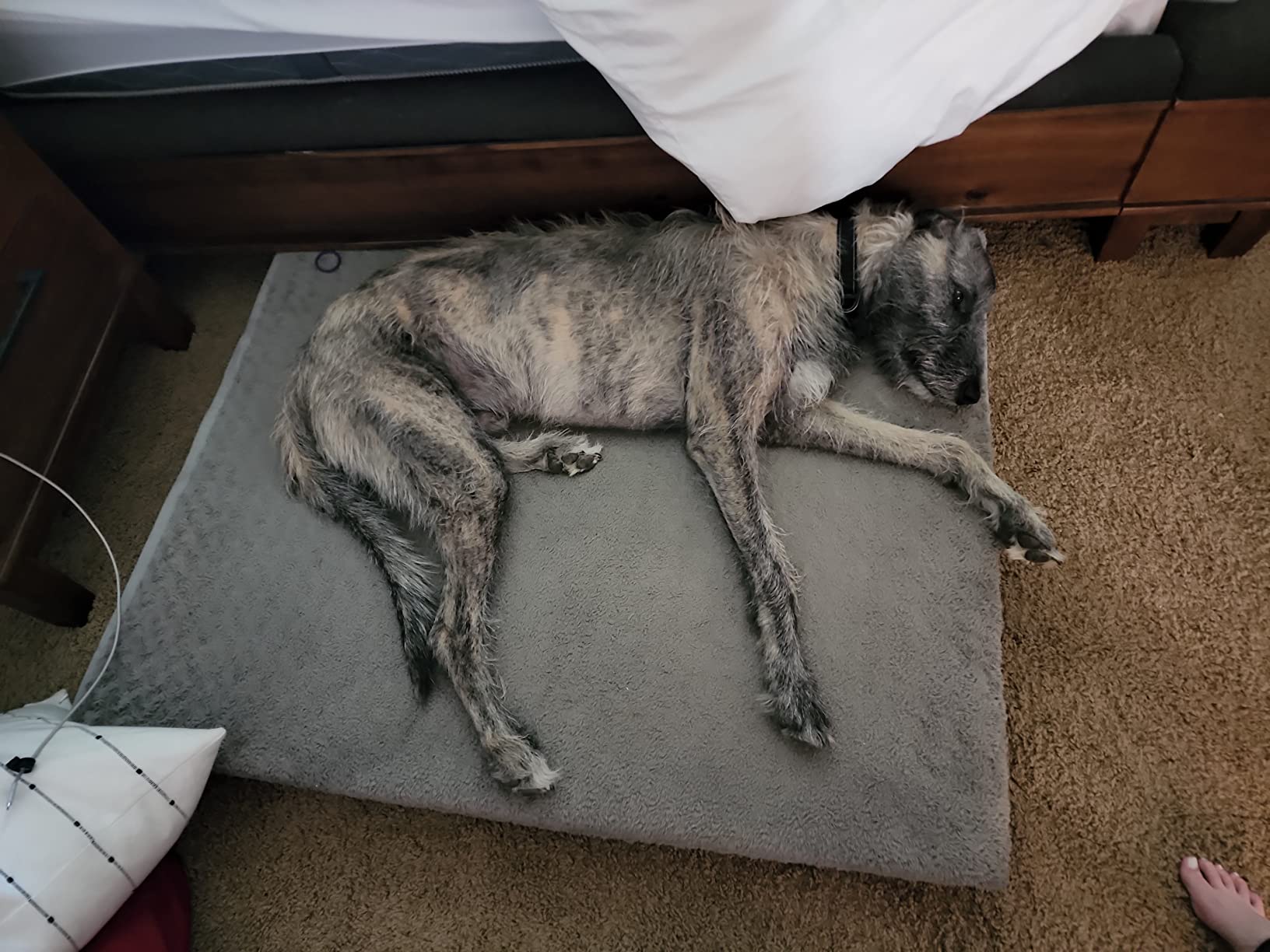 Furhaven Orthopedic Dog Bed for Large Dogs w/ Removable Washable Cover, For Dogs Up to 95 lbs - Ultra Plush Faux Fur & Suede Mattress - Gray, Jumbo/XL customer photo 2