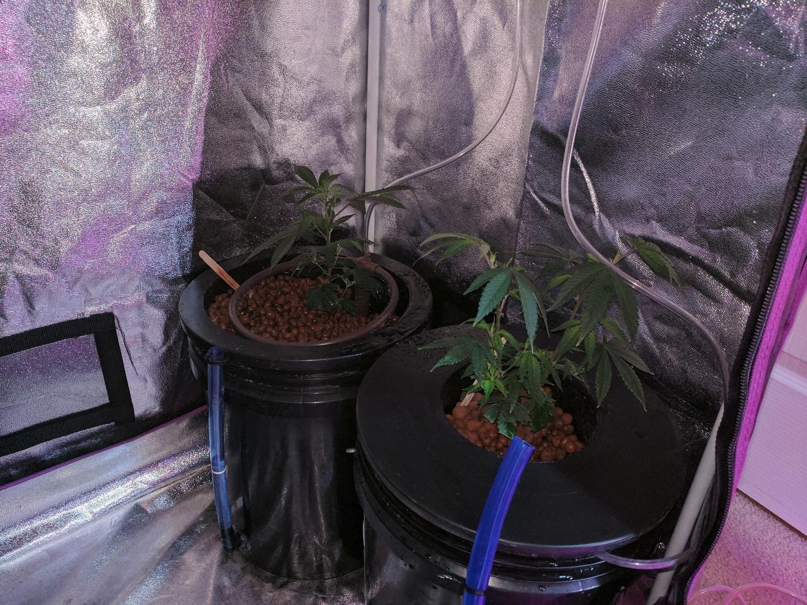 Deep Water Culture (DWC) Hydroponic Bubbler Bucket Kit by PowerGrow Systems (4) 5 Gallon - 6