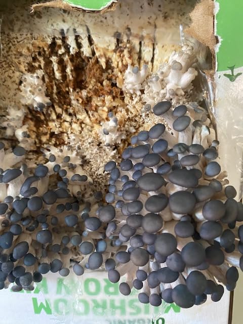 Back to the Roots Organic Mini Mushroom Grow Kit, Harvest Gourmet Oyster Mushrooms In 10 days, Top Gardening Gift customer photo 1