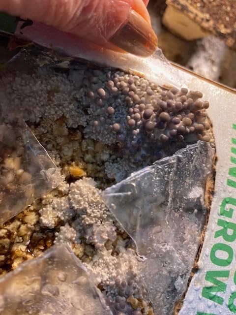Back to the Roots Organic Mini Mushroom Grow Kit, Harvest Gourmet Oyster Mushrooms In 10 days, Top Gardening Gift customer photo 2