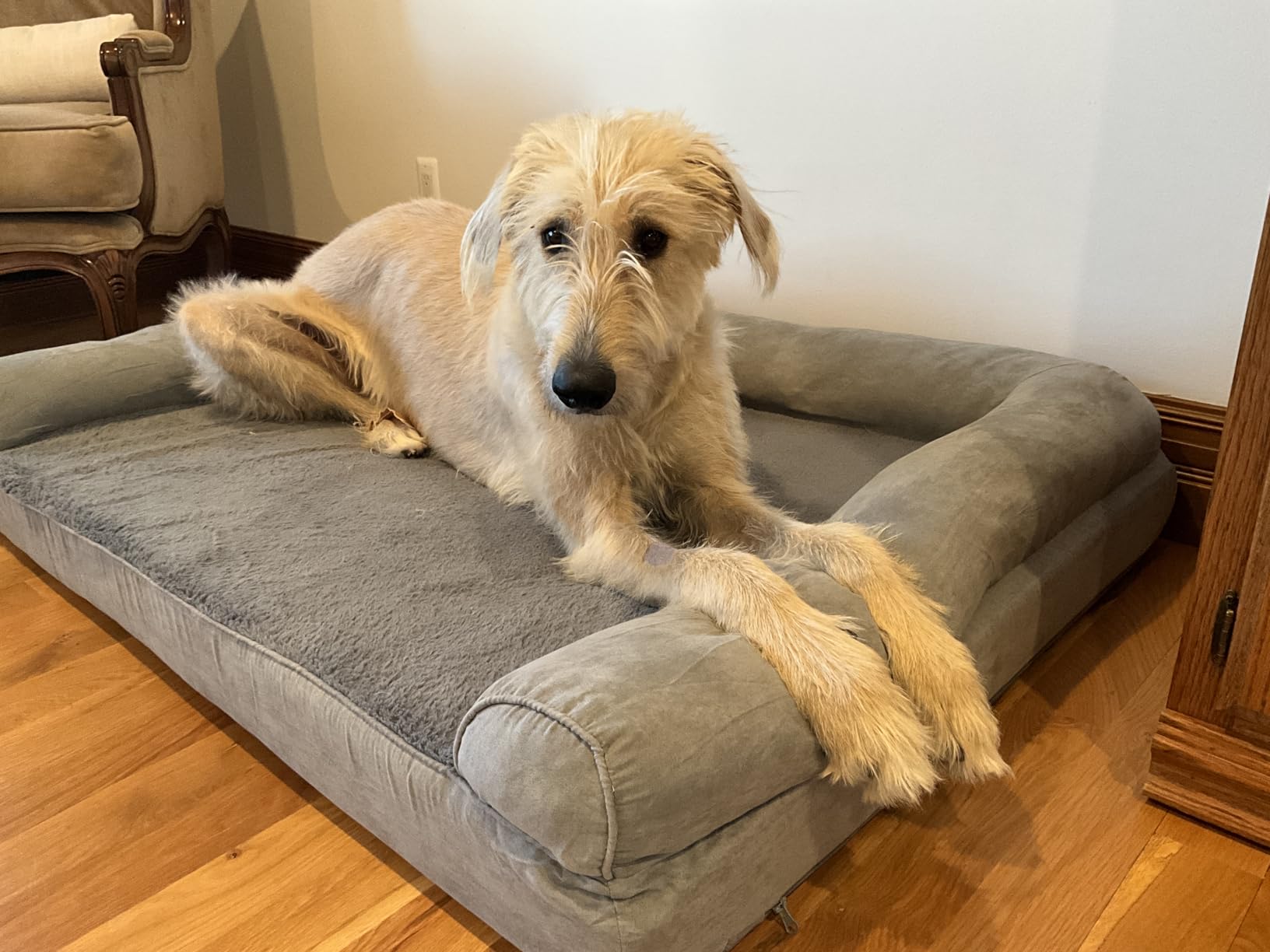 Furhaven Orthopedic Dog Bed for Large Dogs, Sofa-Style with Cool Gel-Top Foam with a Solid Orthopedic Foam Base for Joint Support, Removable Washable Cover, Jumbo XL, Plush & Suede, Gray customer photo 2