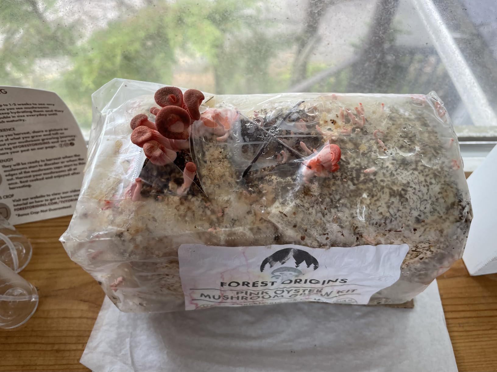 Forest Origins Pink Oyster Mushroom Grow Kit, Ready to Grow Indoors, Beginner-friendly customer photo 1