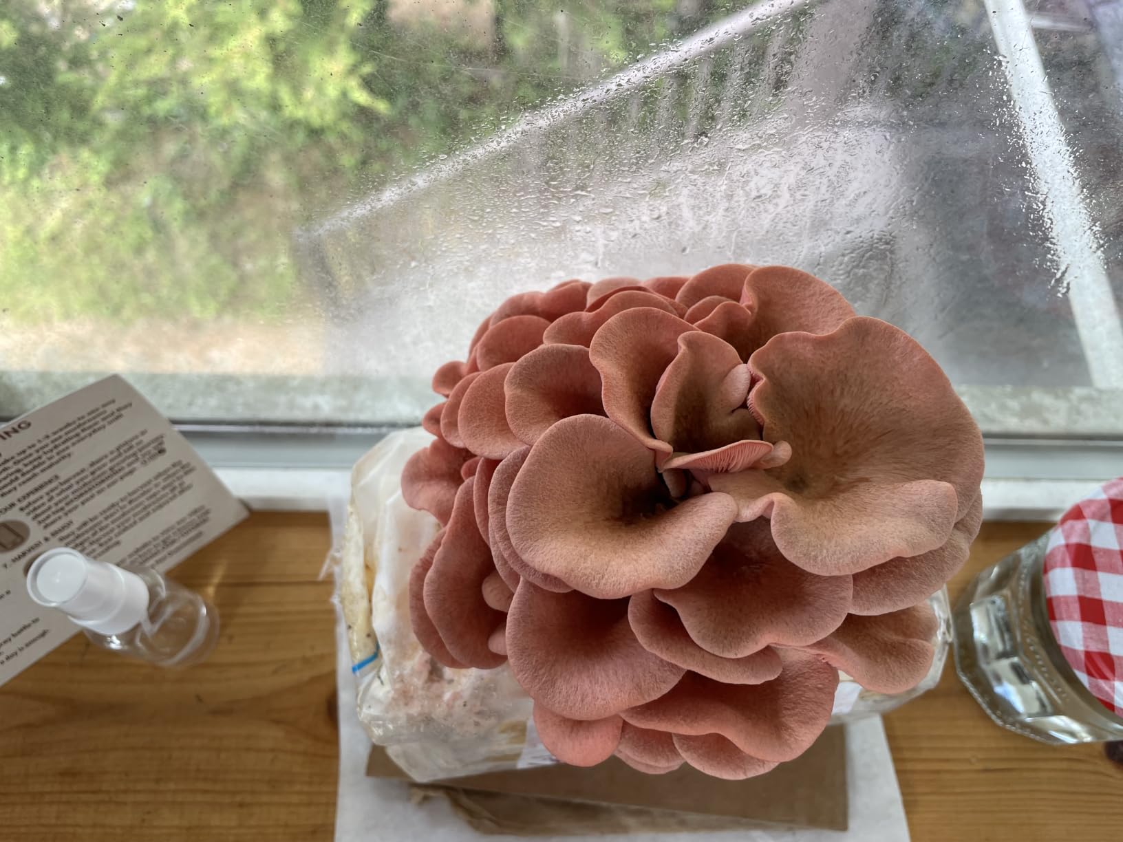 Forest Origins Pink Oyster Mushroom Grow Kit, Ready to Grow Indoors, Beginner-friendly customer photo 2