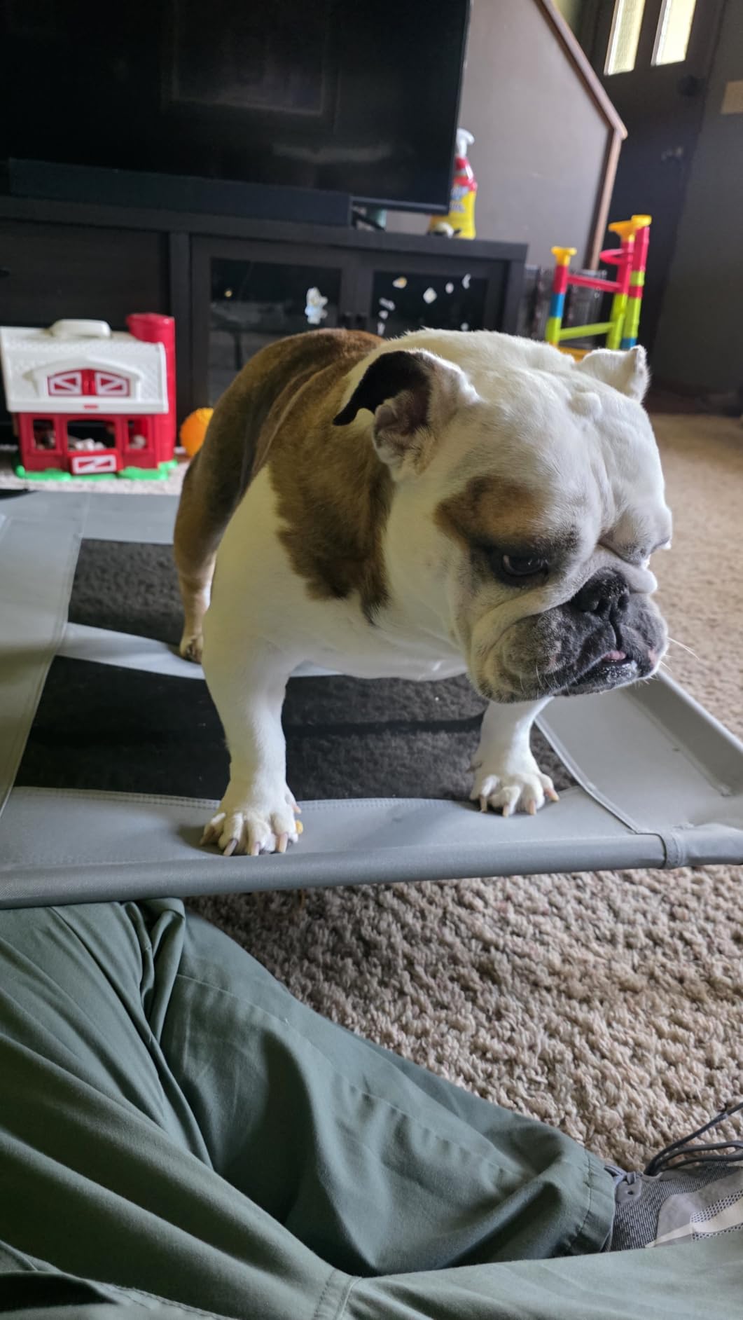 Best Choice Products 30in Elevated Cooling Dog Bed, Outdoor Raised Mesh Pet Cot w/ Removable Canopy Shade Tent, Carrying Bag, Breathable Fabric - Red customer photo 1