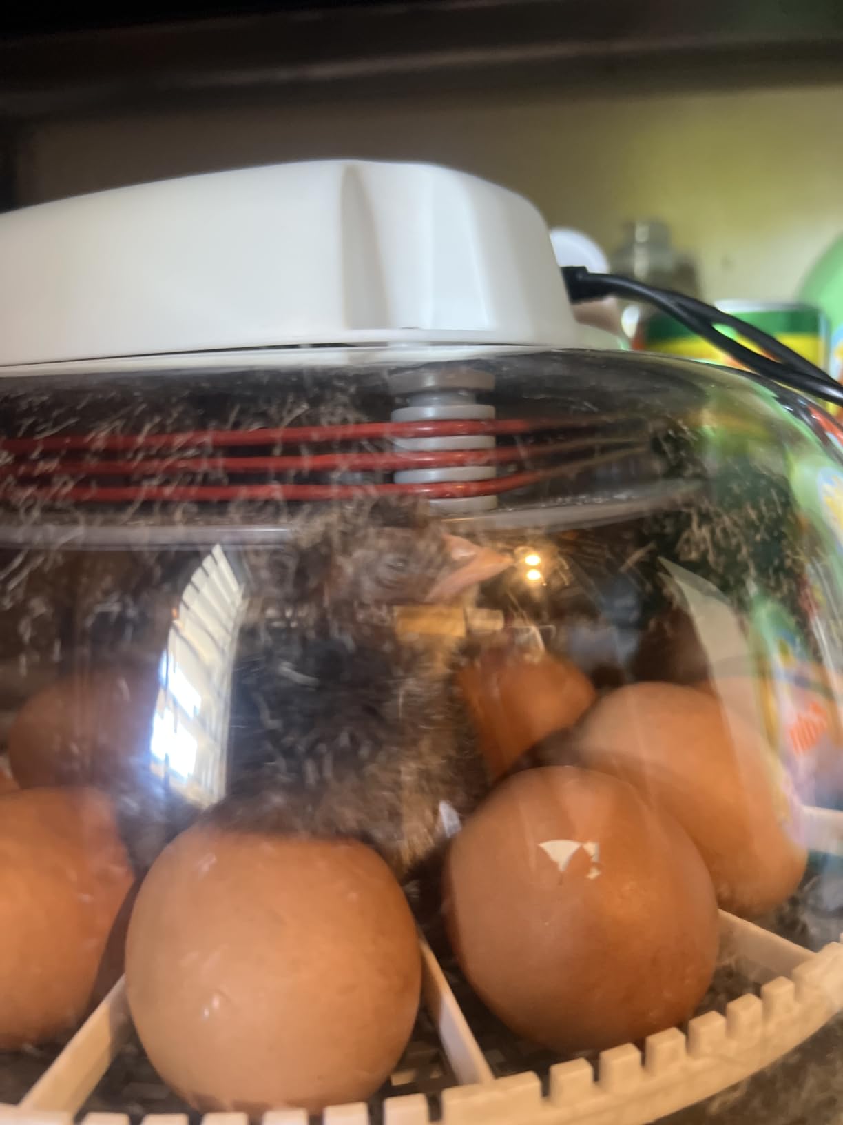 Harris Farms Nurture Right Egg Incubator with Auto Turner, Holds 22 Eggs customer photo 2