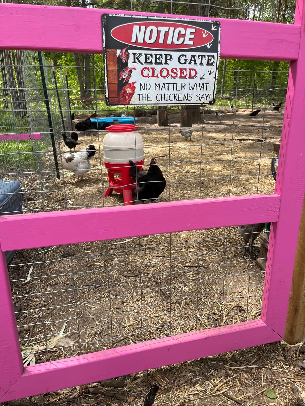 Little Giant Plastic Dome Feeder - 60 LB - Heavy Duty Gravity Fed Poultry Feed Container with Feed Saver Ring and 3-Leg Stand customer photo 1