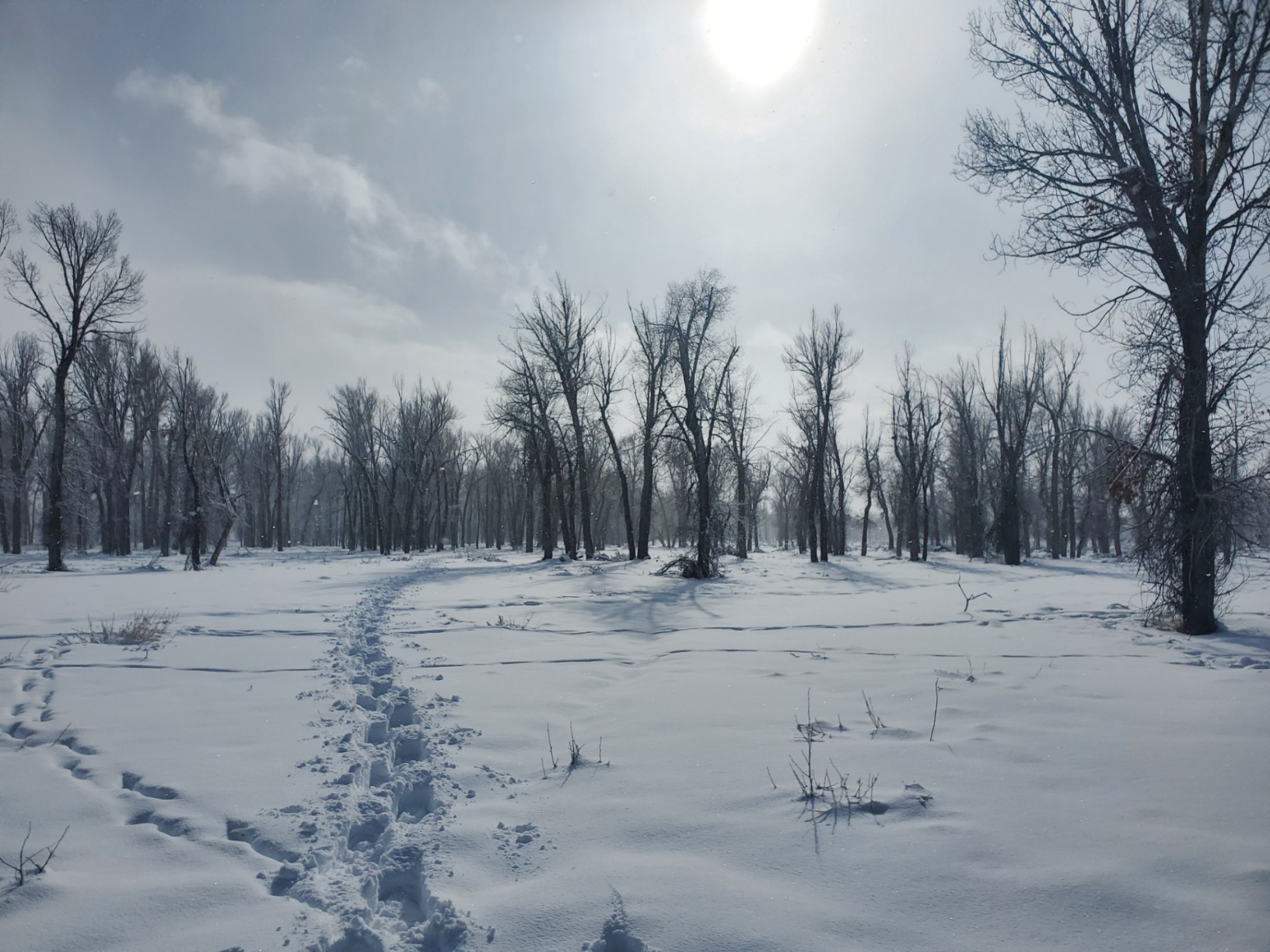 Yukon Charlie's Sherpa Snowshoe, Snowshoes for Men & Women, Snowshoeing Kits for All Skill Levels customer photo 2