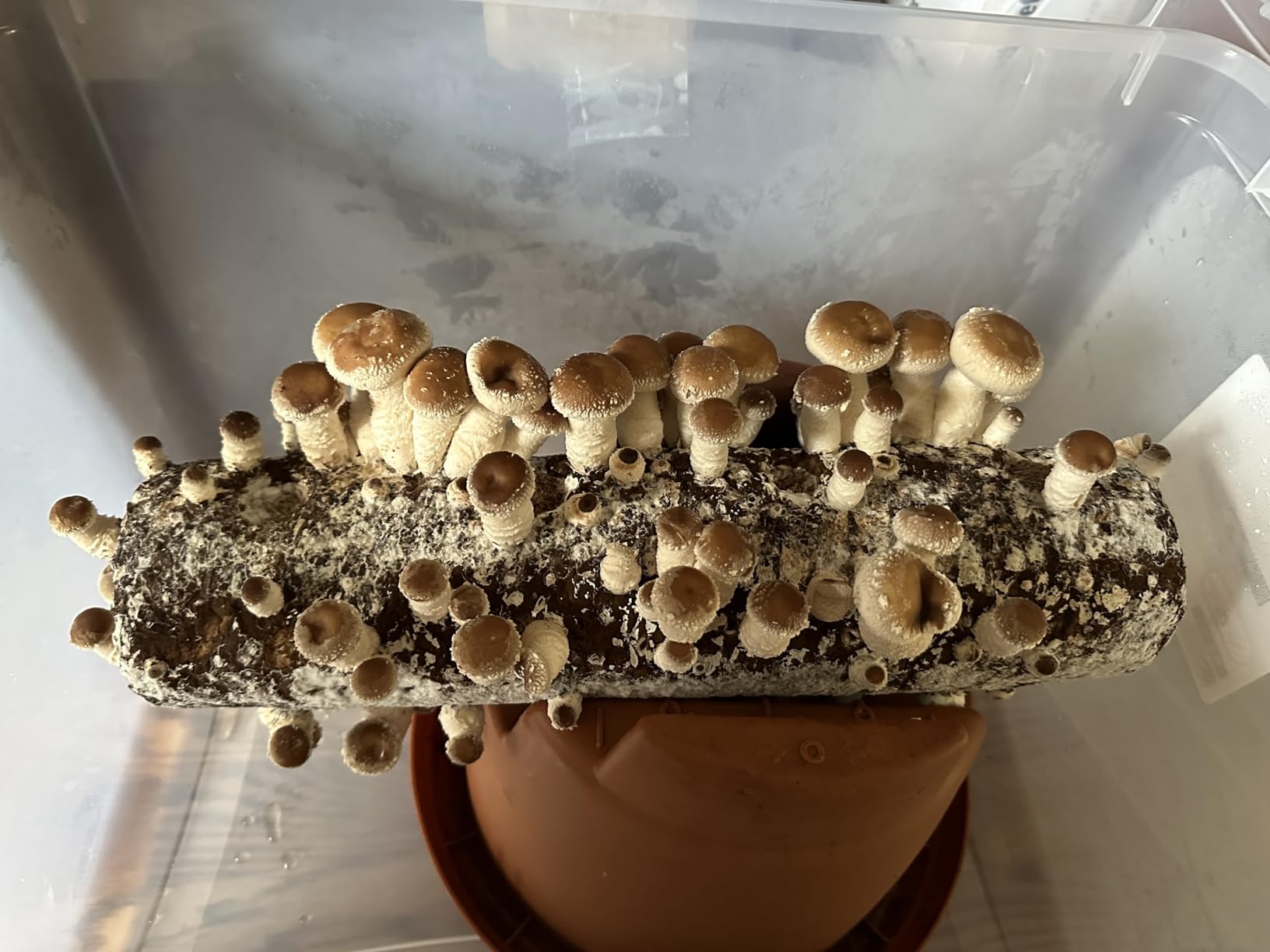 Root Mushroom Farm-Shiitake Grow Kit customer photo 1