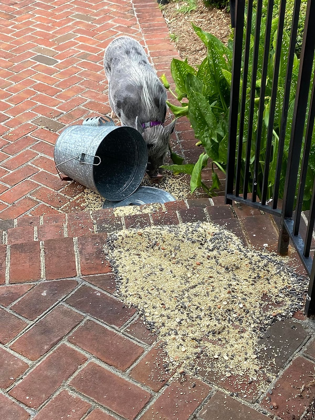 Audubon Woodlink Galvanized Steel Rustic Farmhouse Bird Food and Seed Locking Storage Bucket Bin with Scoop, Holds up to 16.5 Quarts or 25 Pounds customer photo 1