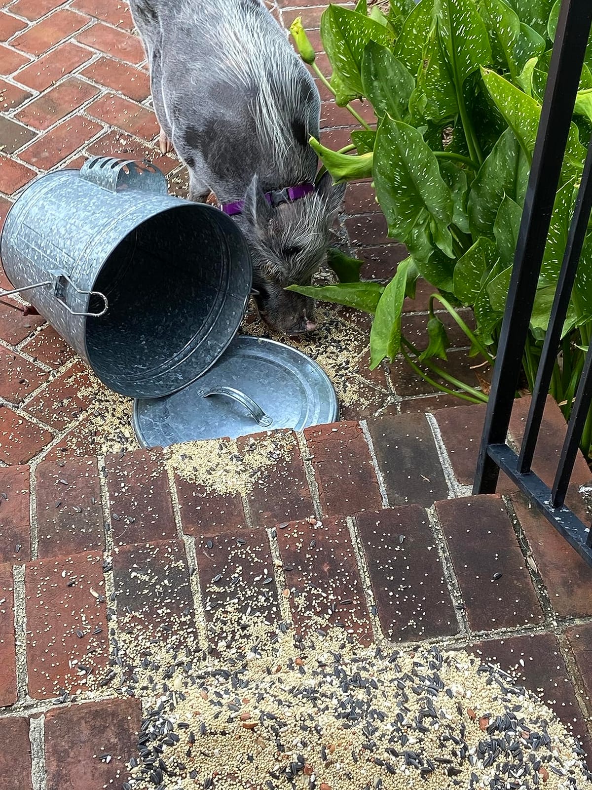 Audubon Woodlink Galvanized Steel Rustic Farmhouse Bird Food and Seed Locking Storage Bucket Bin with Scoop, Holds up to 16.5 Quarts or 25 Pounds customer photo 2