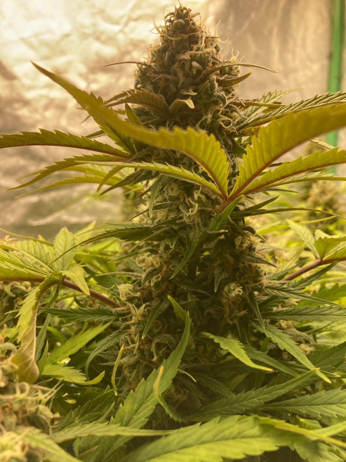 MARS HYDRO 300W TSL2000 Led Grow Lights for Indoor Plants | with Dimmable Daisy Chain Full Spectrum Patented Reflector Growing Lamps Seed Starting Veg Bloom in 4x2/5x3ft Grow Tent customer photo 1