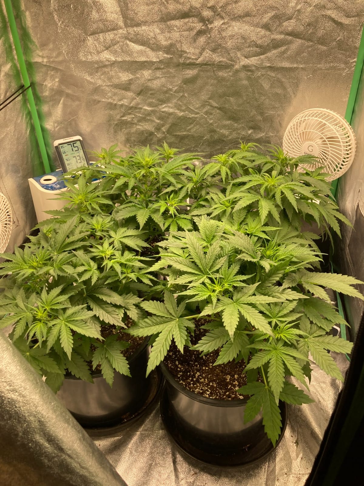 MARS HYDRO 300W TSL2000 Led Grow Lights for Indoor Plants | with Dimmable Daisy Chain Full Spectrum Patented Reflector Growing Lamps Seed Starting Veg Bloom in 4x2/5x3ft Grow Tent customer photo 2