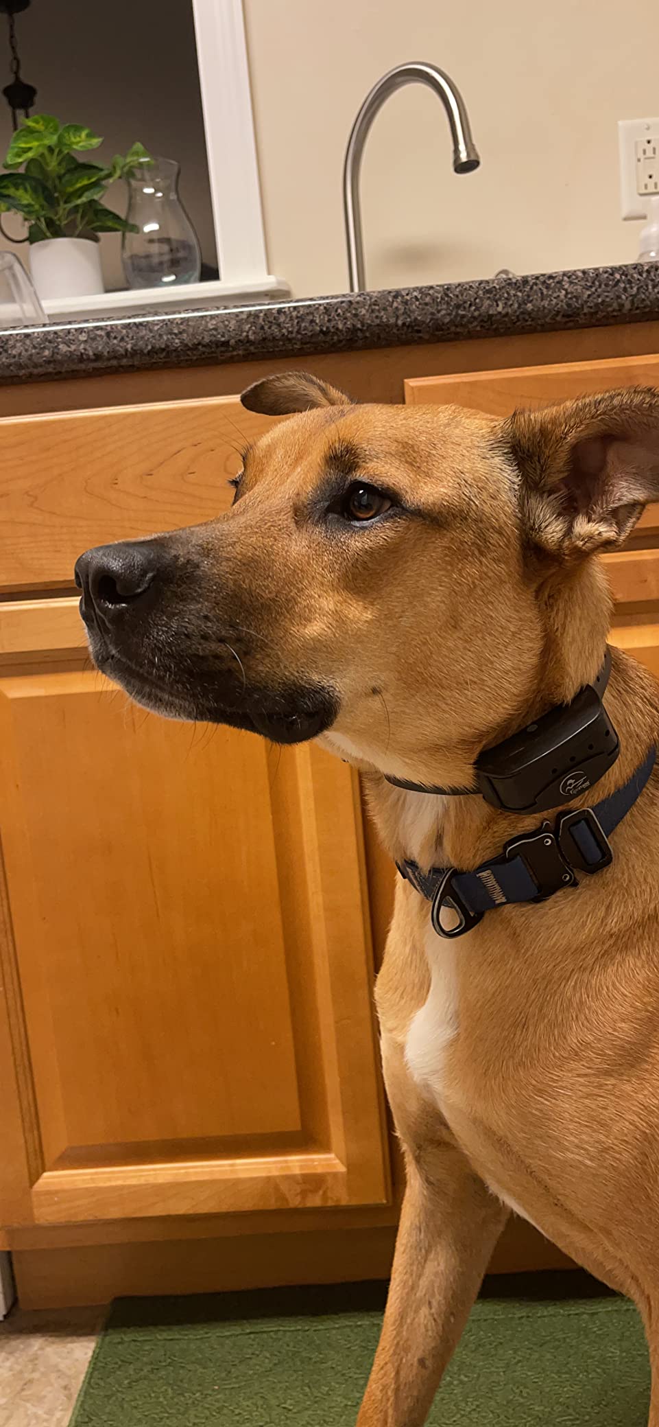 SportDOG NoBark Bark Collar | Silent Partner Bark-Only Detection, 8 Progressive Static Levels, DryTek Waterproof, Replaceable Battery, Dogs 8 lb+, 5-22 in customer photo 2