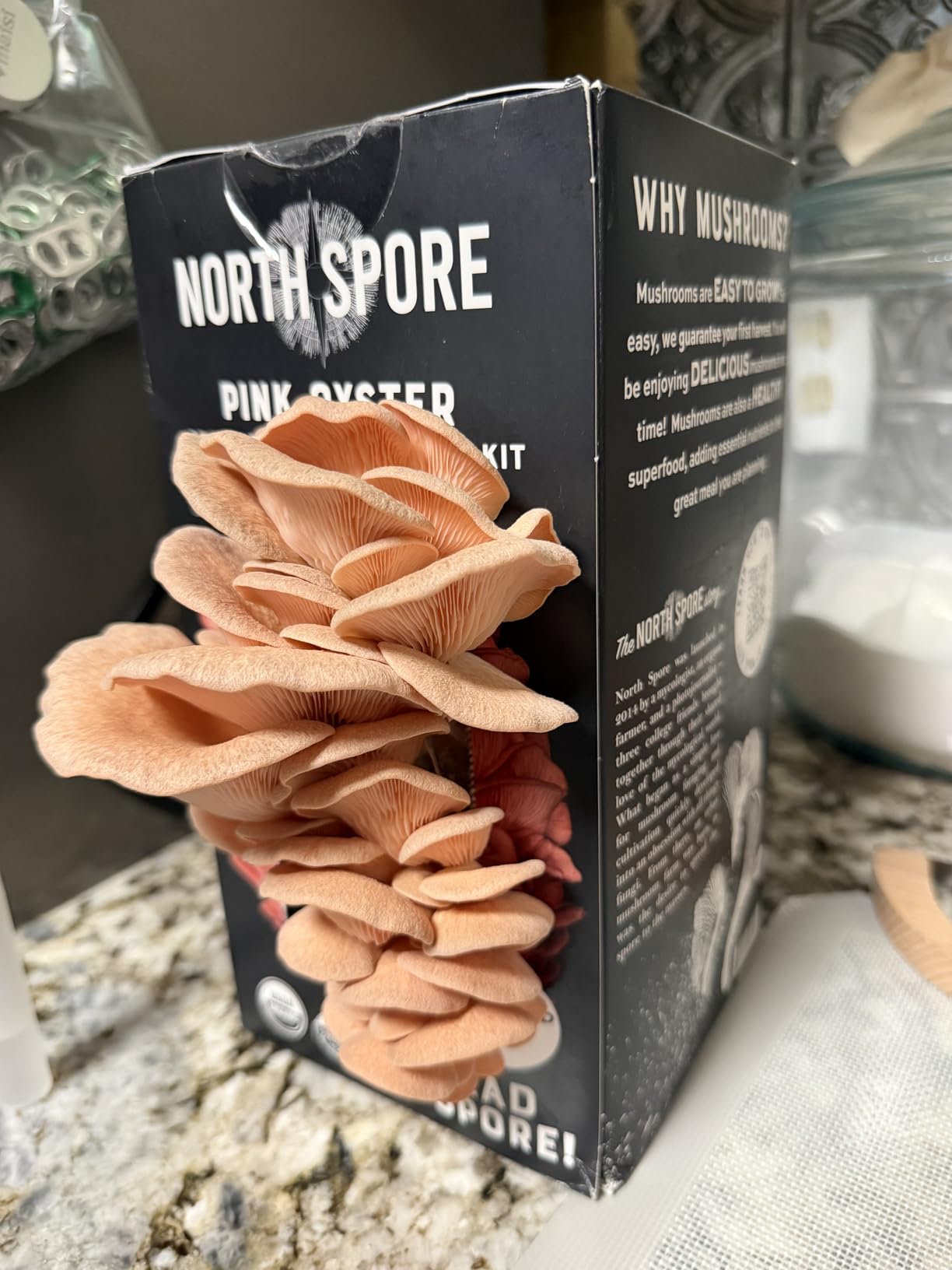 North Spore Organic Pink Oyster Mushroom Grow Kit, 4 lbs, Beginner-friendly Spray & Grow Kit, USDA-Certified Organic, Handmade in Maine, USA customer photo 1