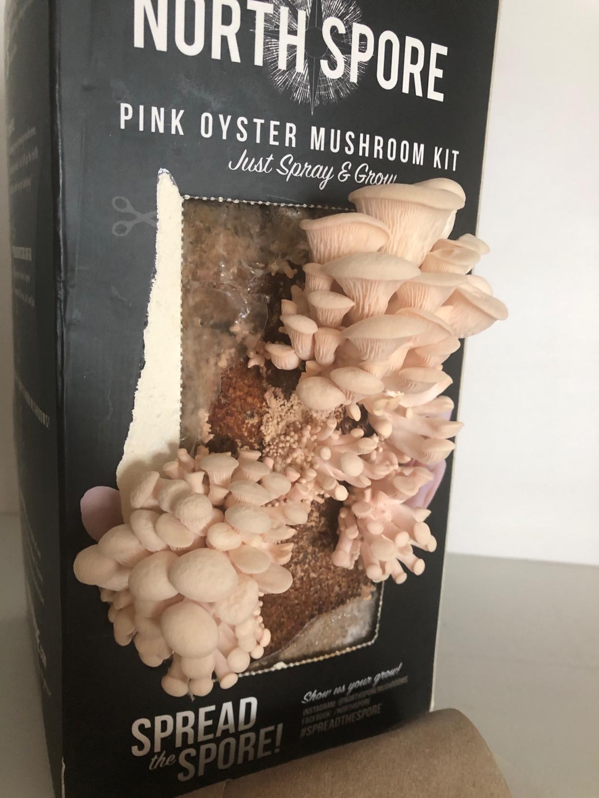 North Spore Organic Pink Oyster Mushroom Grow Kit, 4 lbs, Beginner-friendly Spray & Grow Kit, USDA-Certified Organic, Handmade in Maine, USA customer photo 2