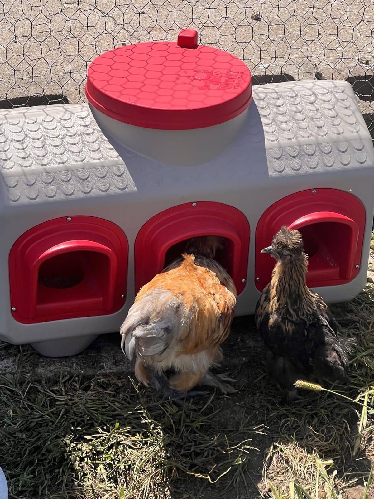 OverEZ Chicken Feeder - Holds 50 Pounds of Feed - Large Gravity Fed Automatic Poultry Dispenser - No Waste Rainproof Design customer photo 1