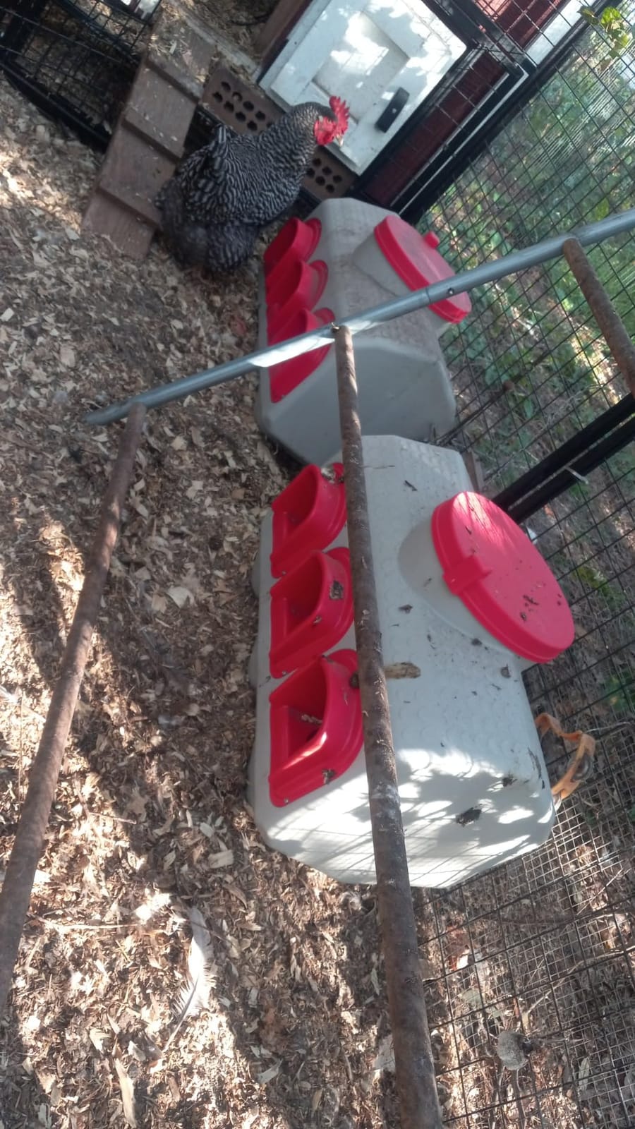 OverEZ Chicken Feeder - Holds 50 Pounds of Feed - Large Gravity Fed Automatic Poultry Dispenser - No Waste Rainproof Design customer photo 2