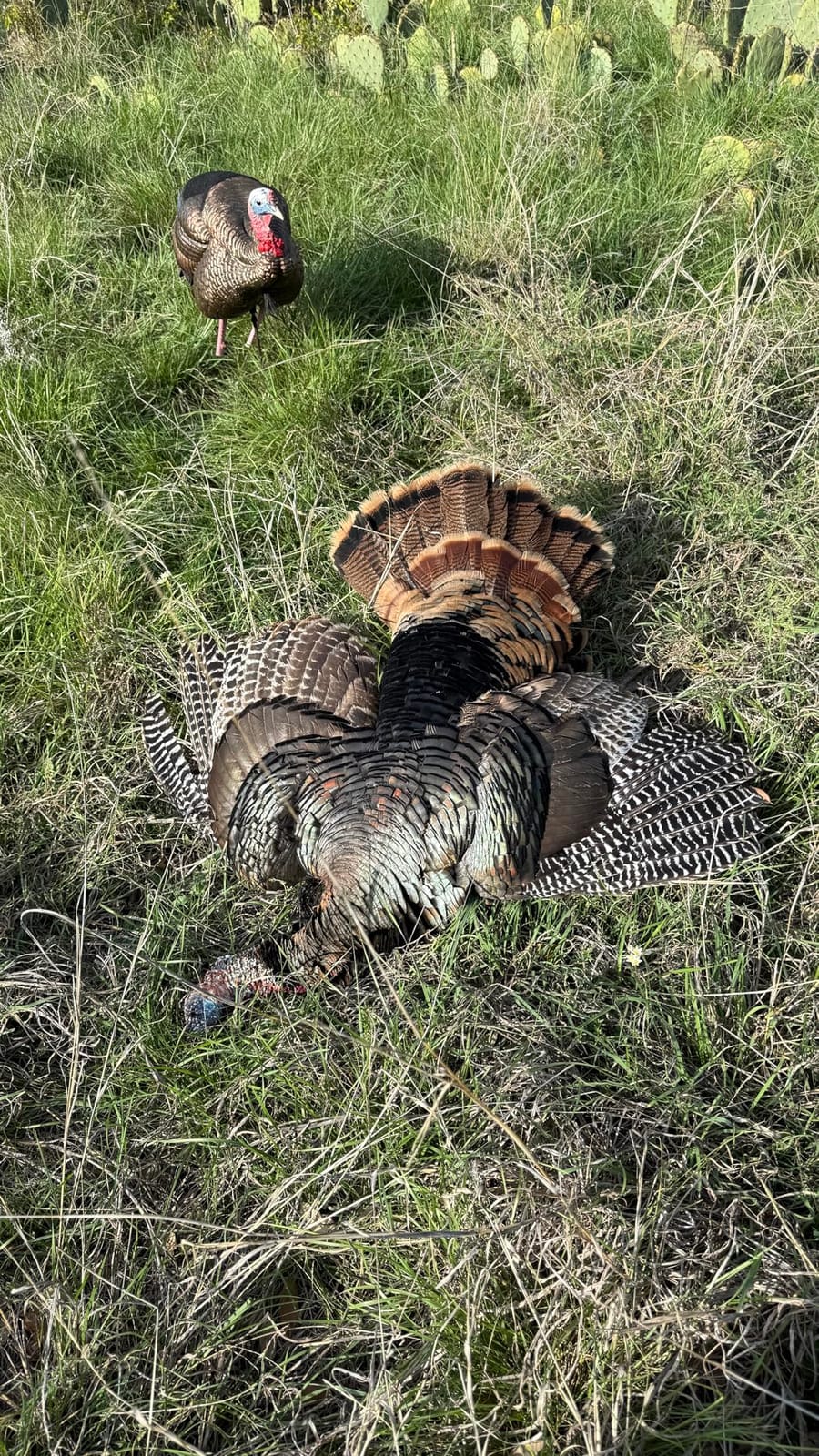 Avian-X HDR Hen Turkey Decoy with 2 Removable Heads (AVX8106) customer photo 1