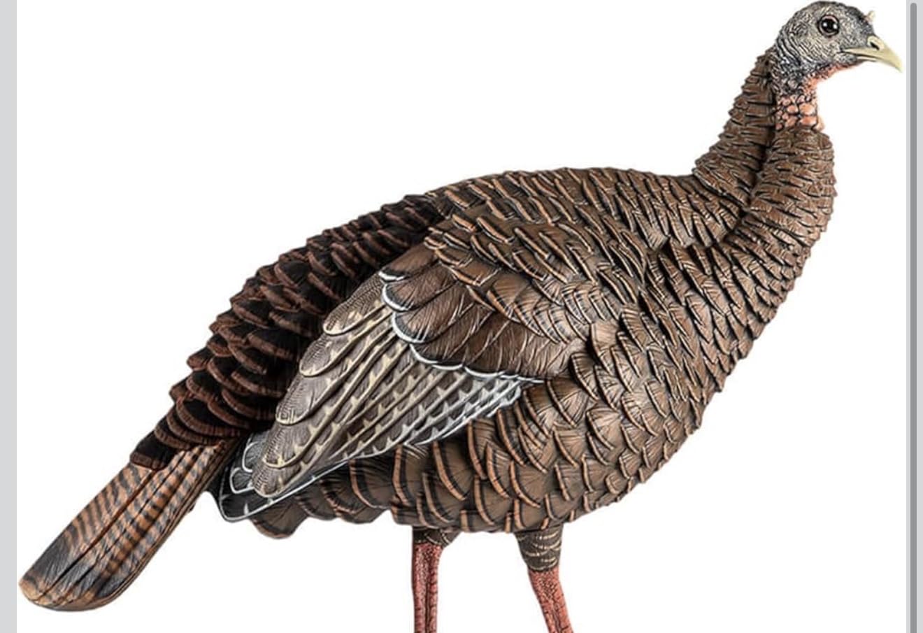 Avian-X HDR Hen Turkey Decoy with 2 Removable Heads (AVX8106) customer photo 2