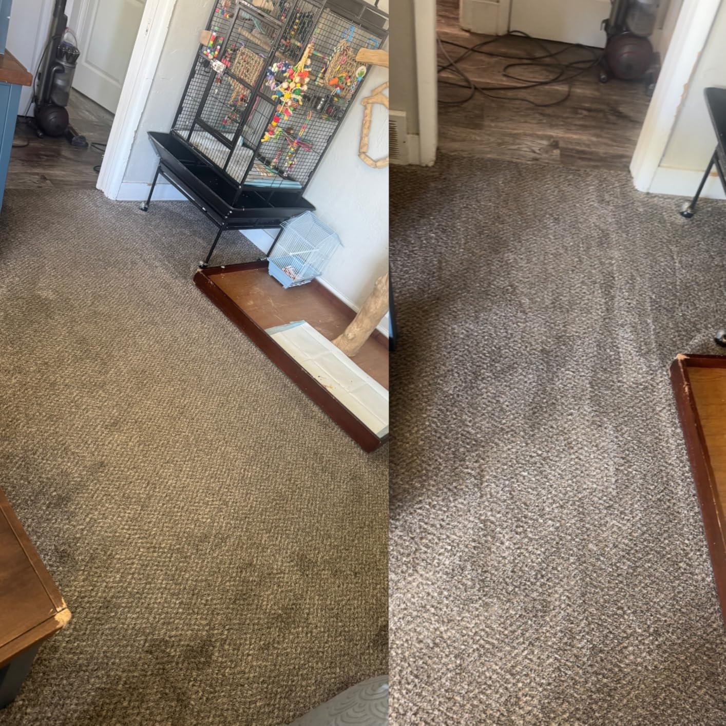 Rug Doctor Mighty Pro X3 Commercial Carpet Cleaner with Pet Cleaner Pack | Includes 48 oz Pet Stain & Odor Carpet Cleaning Solution for Tough Pet Stains, Messes, and Odors. customer photo 2