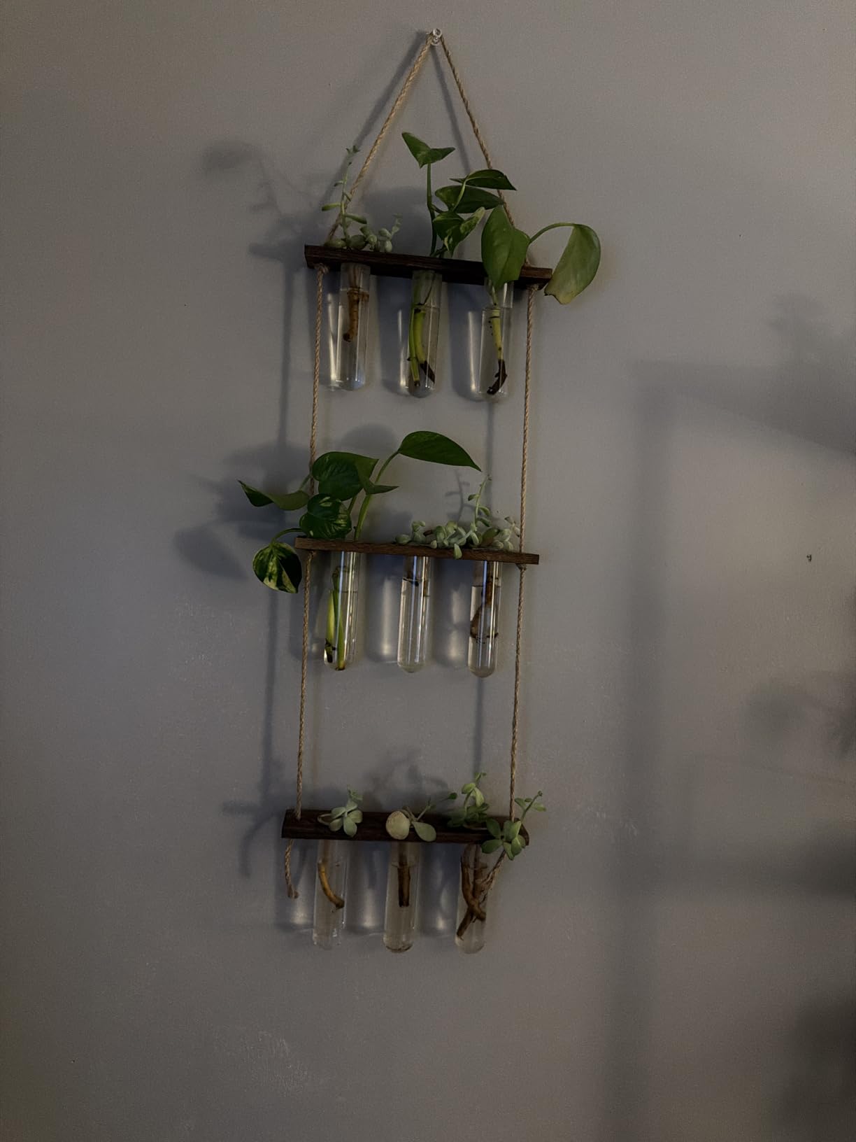 Mkono Plant Propagation Station, 3 Tier Brown Wall Hanging Vase Test Tubes | Glass Terrarium Planter, Wooden Stand, for Hydroponic Cuttings Flowers, Bathroom Living Room Office Decor, Plant Lovers Gift customer photo 1
