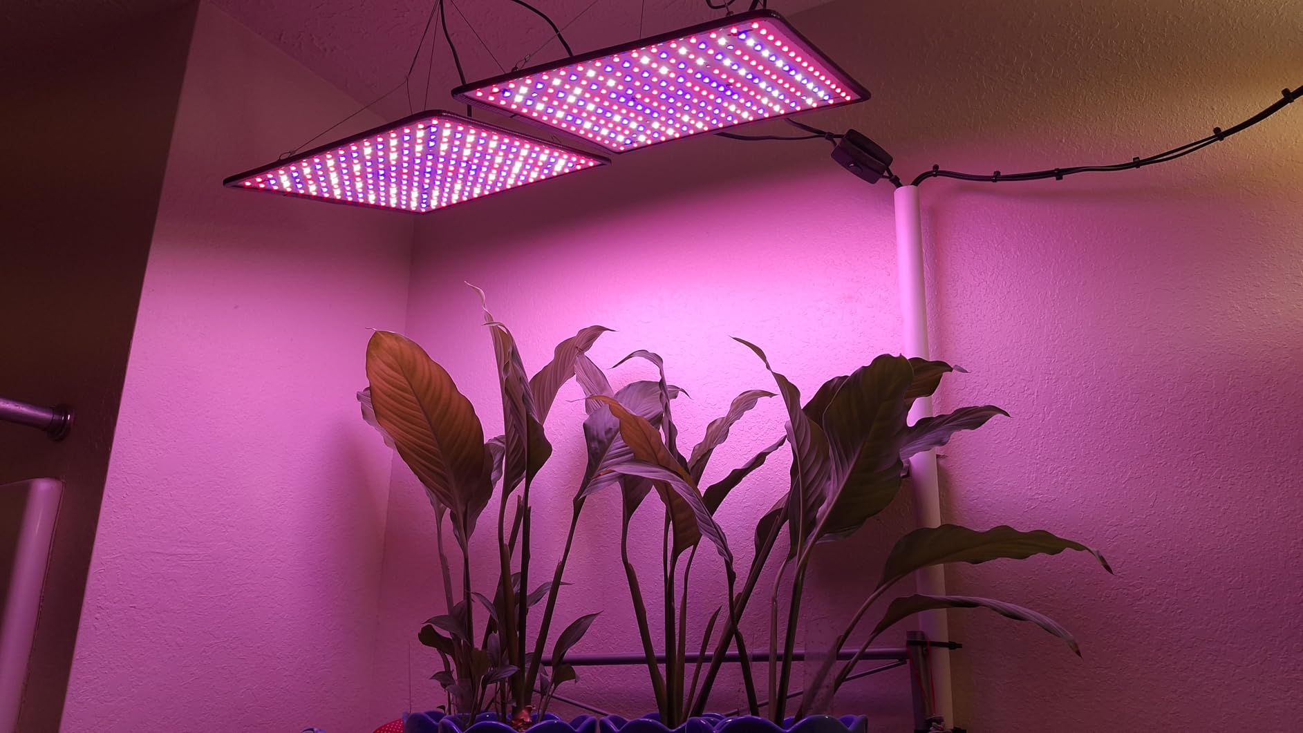 2 Pack LED Grow Light Panel Full Spectrum Lamp for Indoor Plants | with White Blue Red UV IR LEDs for 4x4ft Coverage Grow Tent Greenhouse Veg and Bloom Seedlings Hydroponics customer photo 2