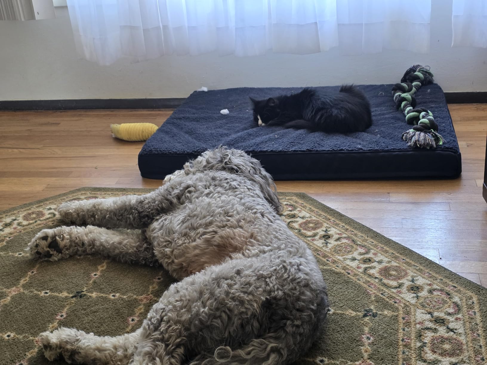 EHEYCIGA Orthopedic XL Dog Beds for Extra Large Dogs with Removable Washable Cover for Crate, Grey, 41x27 customer photo 2