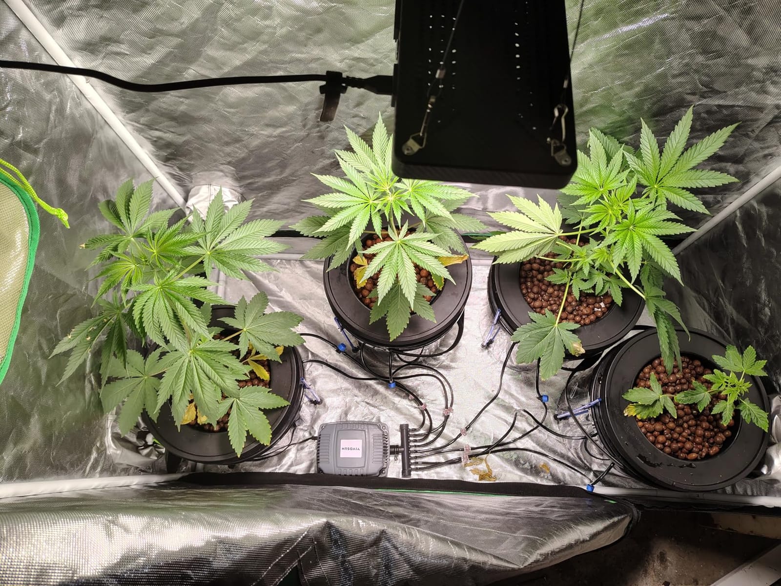 VIVOSUN DWC Hydroponics Grow System with Top Drip Kit 4 Buckets | 5-Gallon Deep Water Culture, Recirculating Drip Garden System with Multi-Purpose Air Hose, Air Pump, and Air Stone customer photo 2