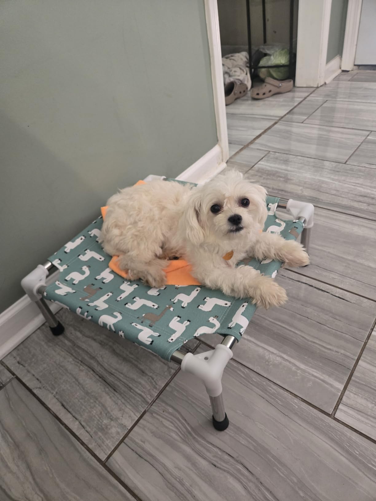 Elevated Dog Bed Pet cot for Small Dogs, Indoor and Outdoor Use, Alpaca Print, Breathable Fabric, Stainless Steel Frame, Anti-Slip Feet customer photo 2