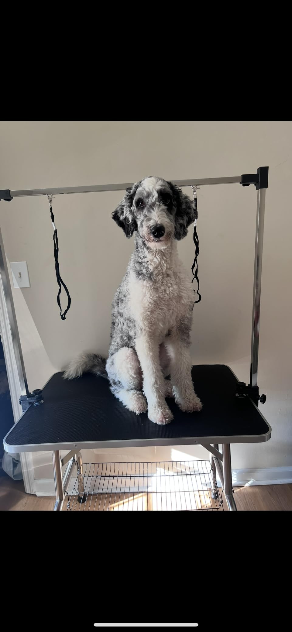 Lyromix 46'' Large Dog Grooming Table, Adjustable Cat Drying Desktop with Arms, Nooses, Mesh Tray, Foldable Pet Station at Home, Maximum Capacity Up to 330Lb customer photo 1