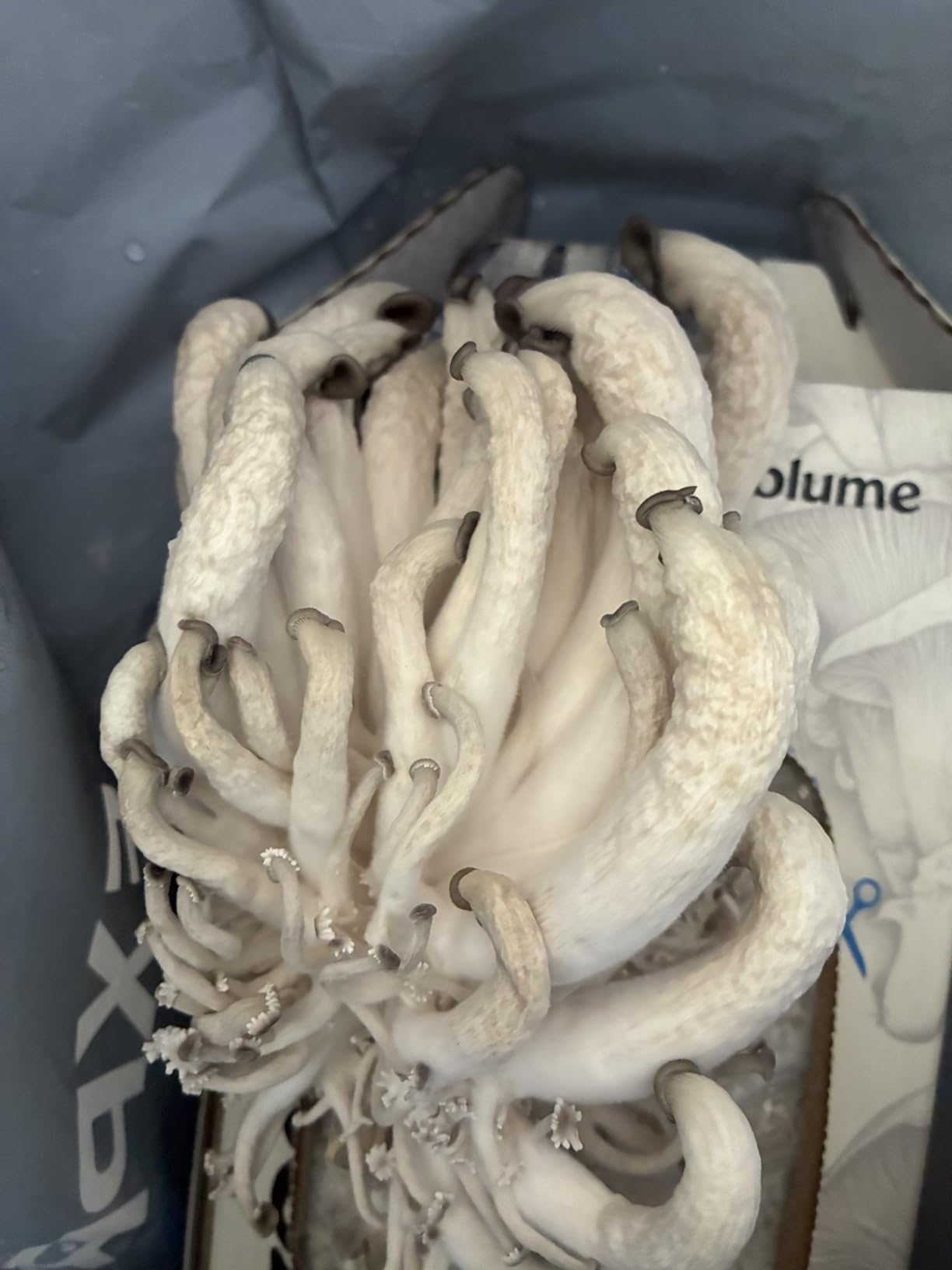 BloomBox Blue Oyster Mushroom Grow Kit, Spray & Grow, Pre-Inoculated Indoor Mushroom Farm, Beginner Friendly customer photo 2