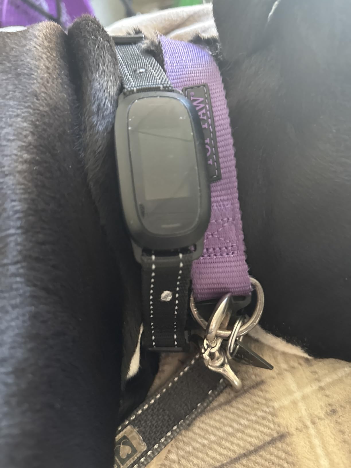 FAFAFROG Dog Bark Collar, Rechargeable Smart Collar, Anti Barking Training Collar with 5 Adjustable Sensitivity Beep Vibration, Bark Collar for Large Medium Small Dogs (Black) customer photo 2