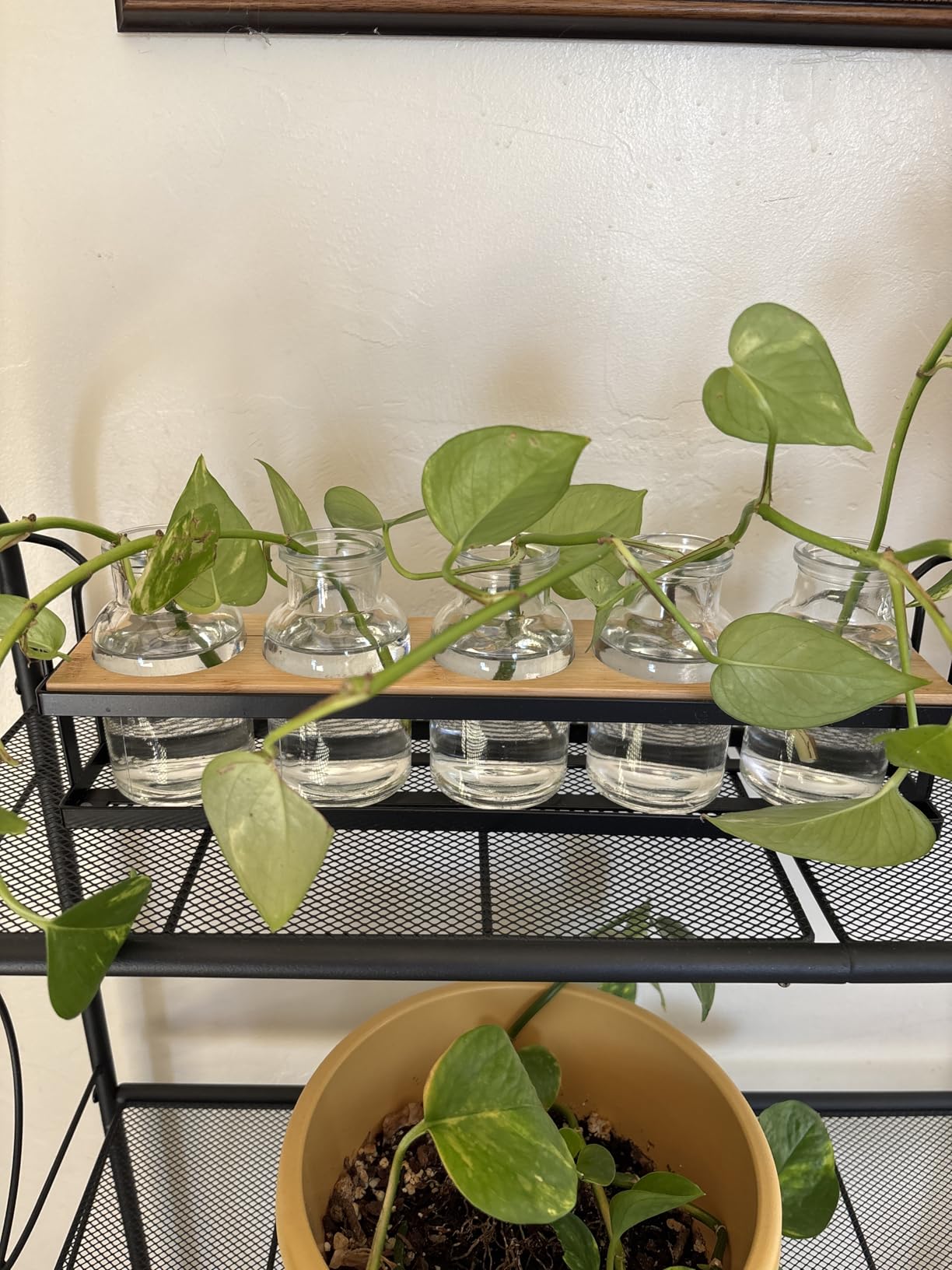 Plant Propagation Station with 5 Glass Jars, Retro Hydroponic Planter Vase | Propagation Jars with Metal Stand, Desktop Hydroponic Plant Holder for Cuttings, Home Office Decor and Plant Lover Gifts customer photo 2