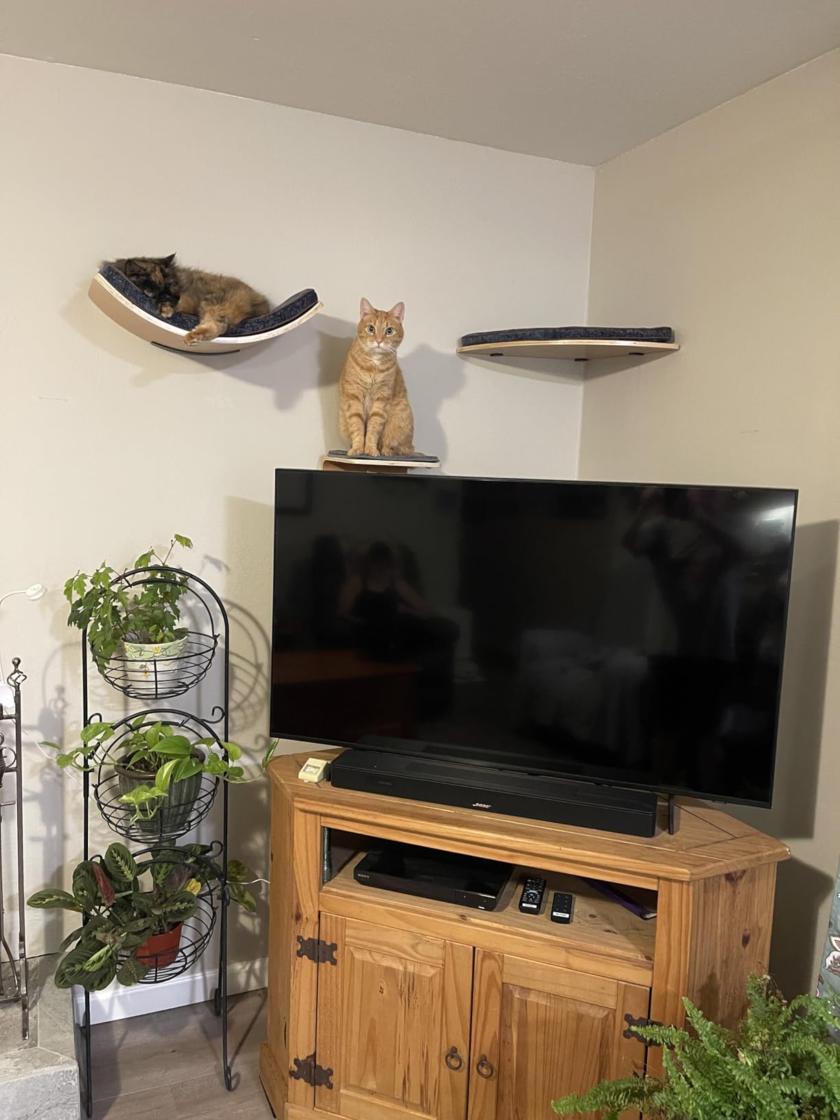 Cat Wall Shelf with Two Steps - Curved Cat Shelves and Perches for Wall (Large Size) - Wall Mounted Cats Furniture for Sleeping, Playing, Climbing, and Lounging customer photo 1