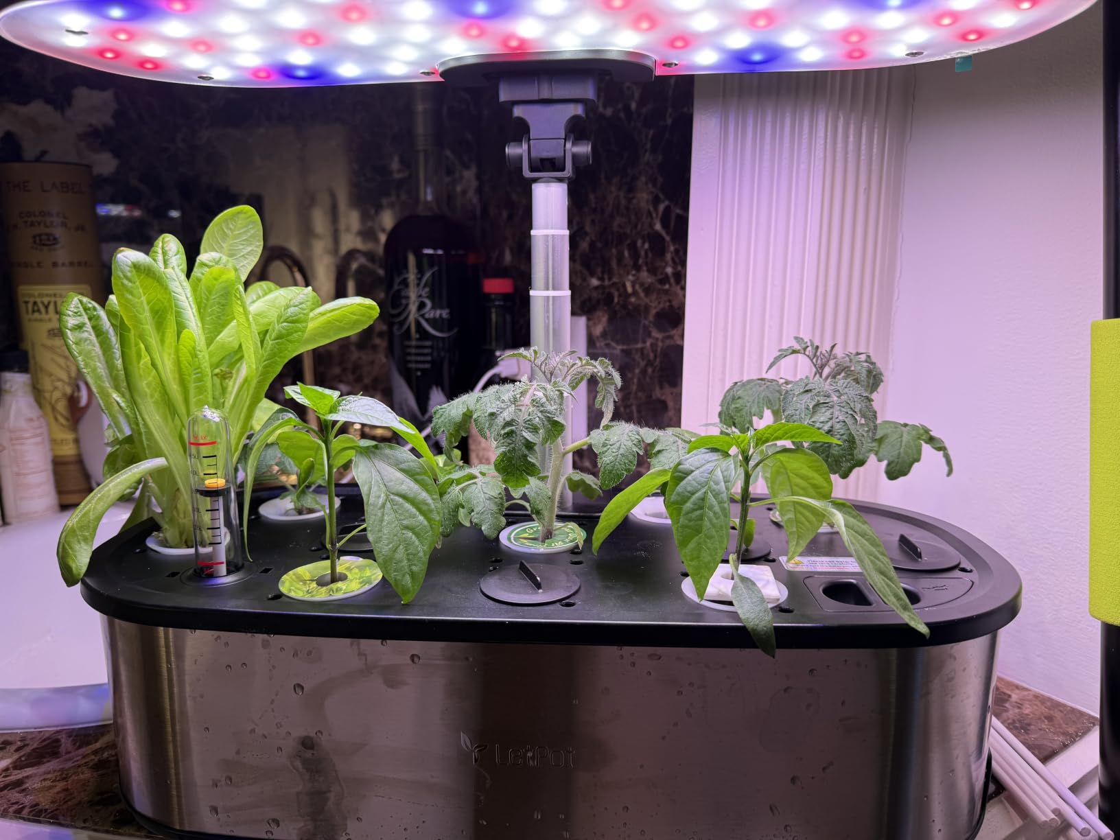LETPOT LPH-SE Hydroponics Growing System, 12 Pods Smart Herb Garden Kit Indoor with APP & WiFi Control, 24W Growing LED, 5.5L Water Tank, Pump System, Automatic Timer customer photo 2