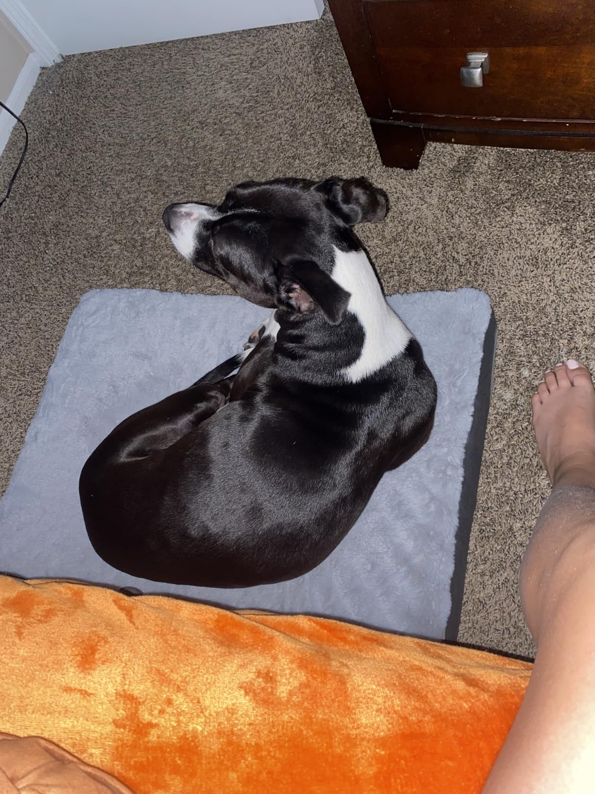 Sunheir Washable Orthopedic Large Dog Bed with Removable Cover, Pet Bed Mat | Big Waterproof Dog Crate Bed, Egg Crate Foam Support, Anti-Slip Bottom, Easy-Clean, Soft Plush Dog Beds Large Sized Dog, Grey customer photo 1