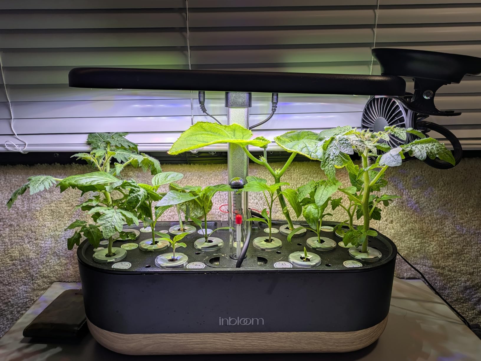 inbloom Hydroponics Growing System 12 Pods, Indoor Herb Garden with LEDs Full-Spectrum Plant Grow Light, Water Shortage Alarm, Automatic Timer, Height Adjustable,Gardening Gifts for Women, White customer photo 2