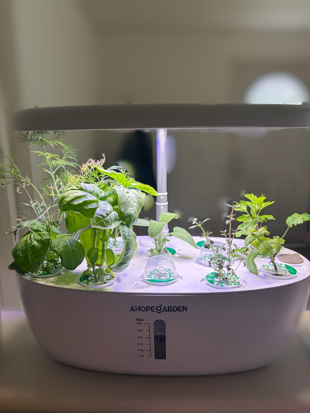 Ahopegarden Hydroponics Growing System: 12 Pods Indoor Herb Garden with LED | Plant Germination Kit with LED Grow Light, Countertop Herb Garden, Hydrophonic Planter Grower Harvest Vegetables Lettuce customer photo 1