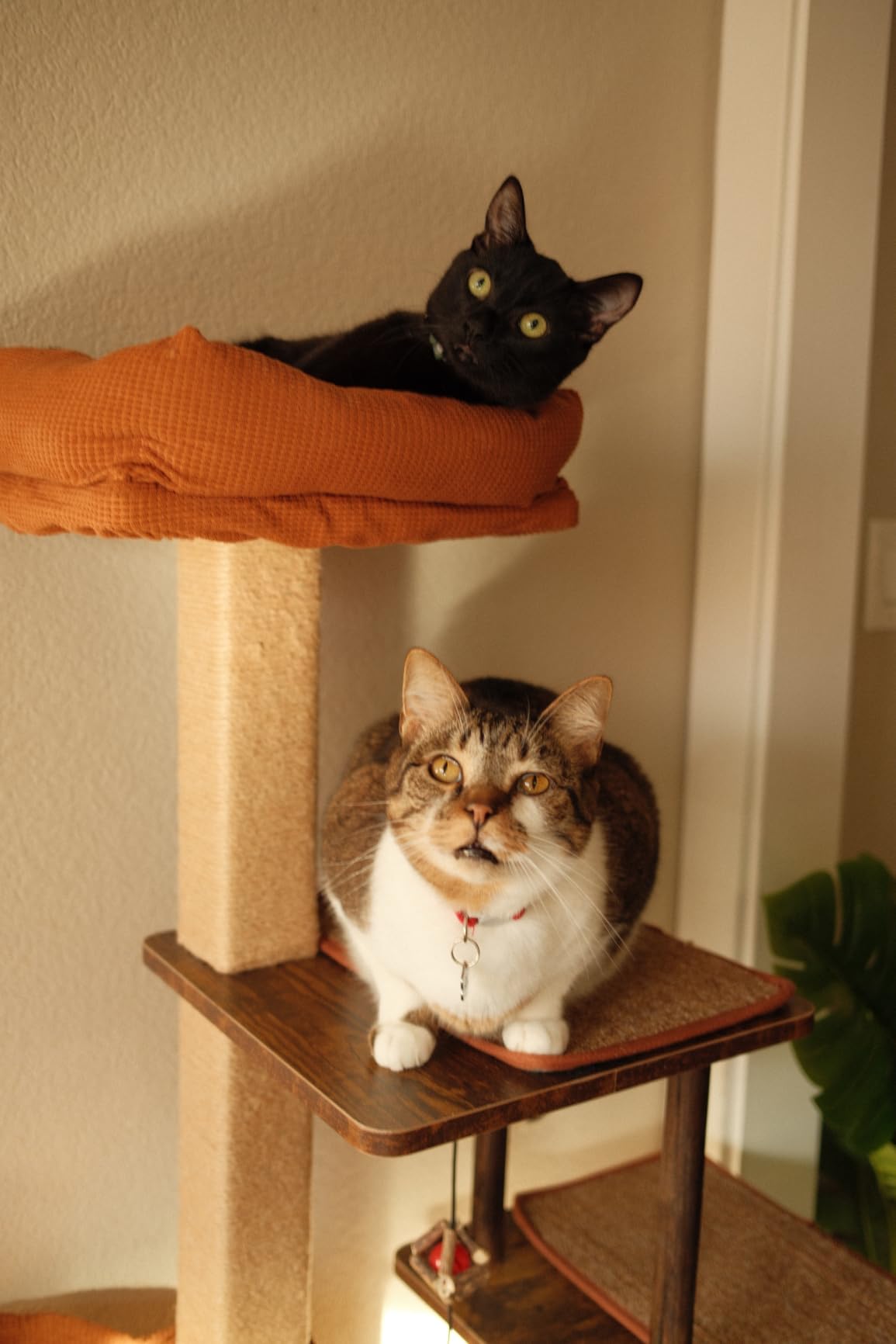 FUKUMARU Retro-Modern Cat Tree, 4 in 1 Large Cat Tower with Hammock & Condo | 53.5