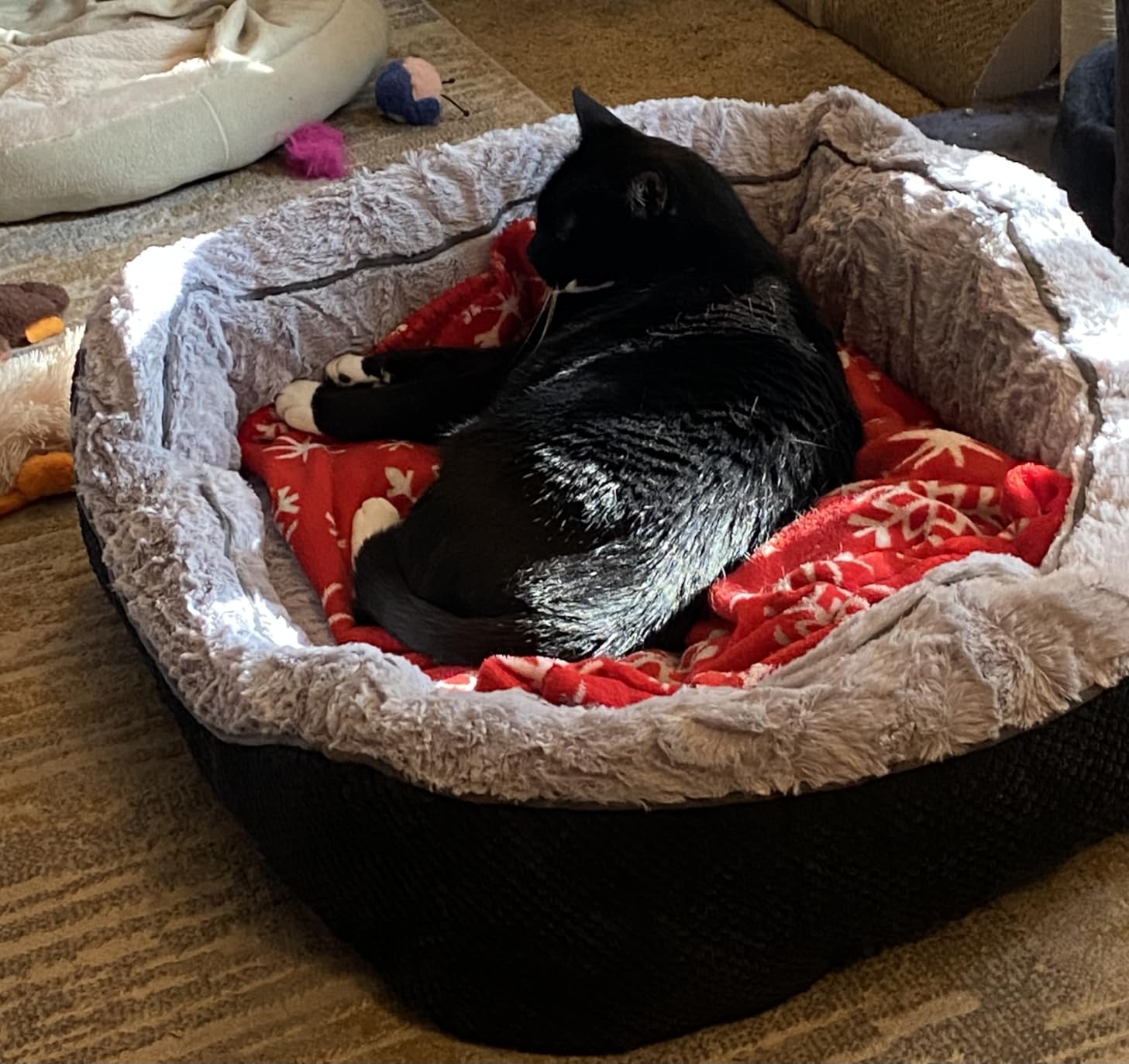 Large Dog Beds for Large Dogs Washable, Rectangle Dog Beds Large Sized Dog, Orthopedic Dog Bed, Warming Soft Sleeping Puppy Bed Durable Pet Bed with Anti-Slip Bottom L(35