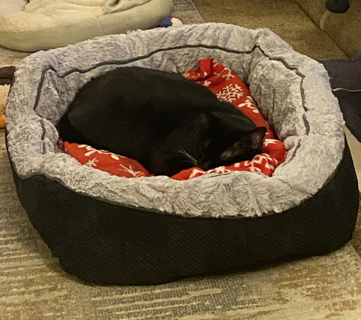 Large Dog Beds for Large Dogs Washable, Rectangle Dog Beds Large Sized Dog, Orthopedic Dog Bed, Warming Soft Sleeping Puppy Bed Durable Pet Bed with Anti-Slip Bottom L(35