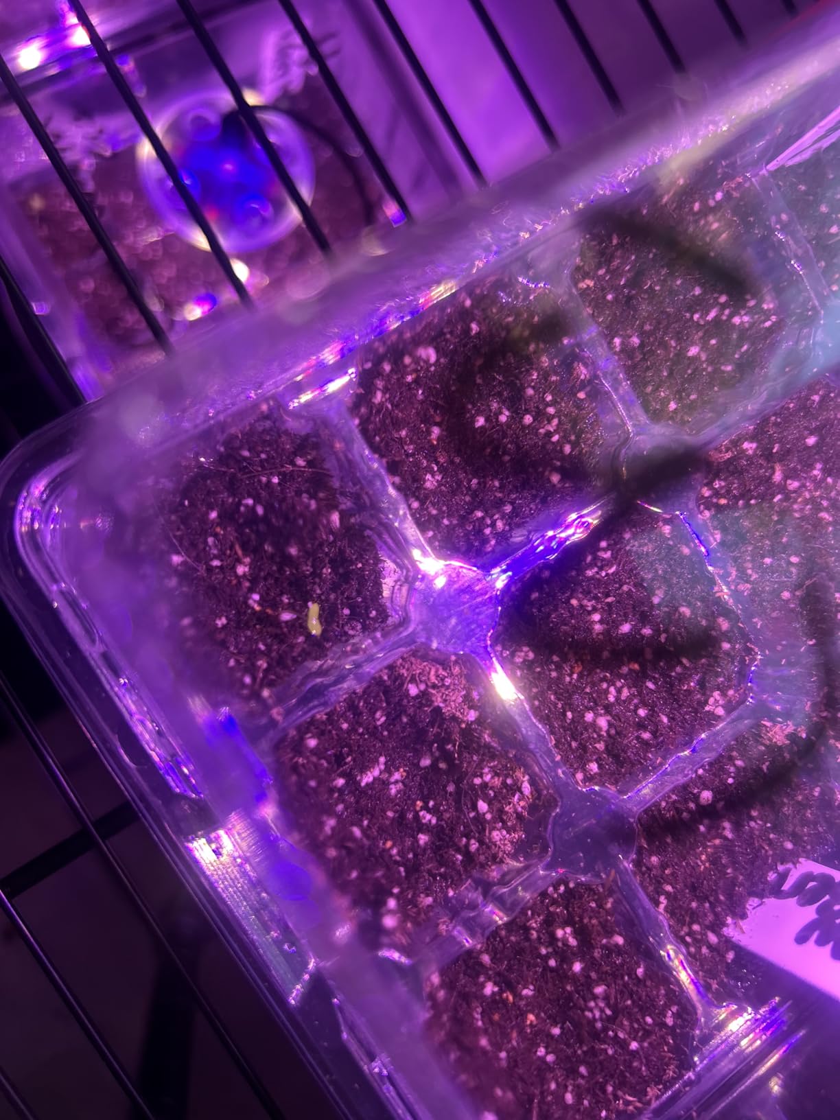 Bonviee 5 Packs Seed Starter Tray with Grow Light, Elevated Seedling Starter Trays Kits with Adjustable Humidity Domes and Clear Cell Tray, 12 Full Spectrum led lamp Beads for Plants Indoor-Clear customer photo 2