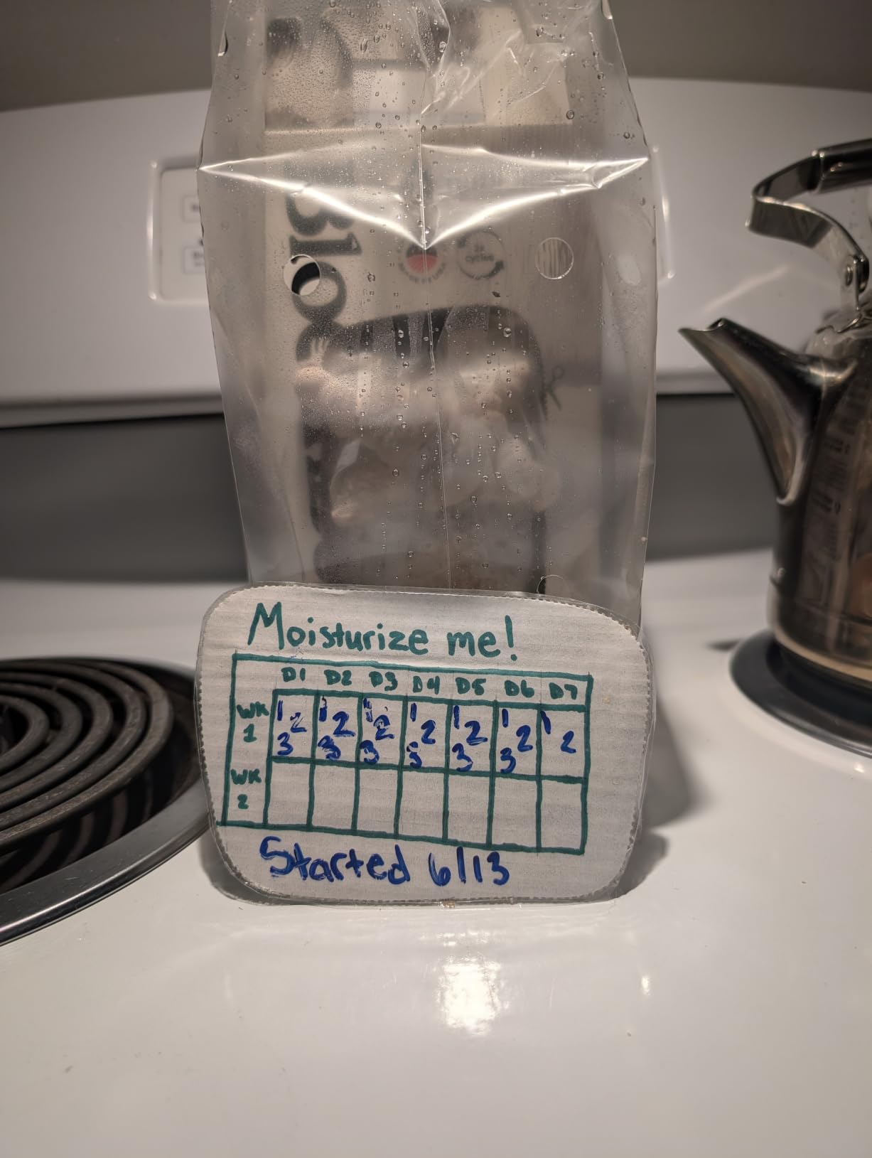BloomBox Lion's Mane Mushroom Grow Kit, Spray & Grow, Pre-Inoculated Indoor Mushroom Farm, Beginner Friendly customer photo 1