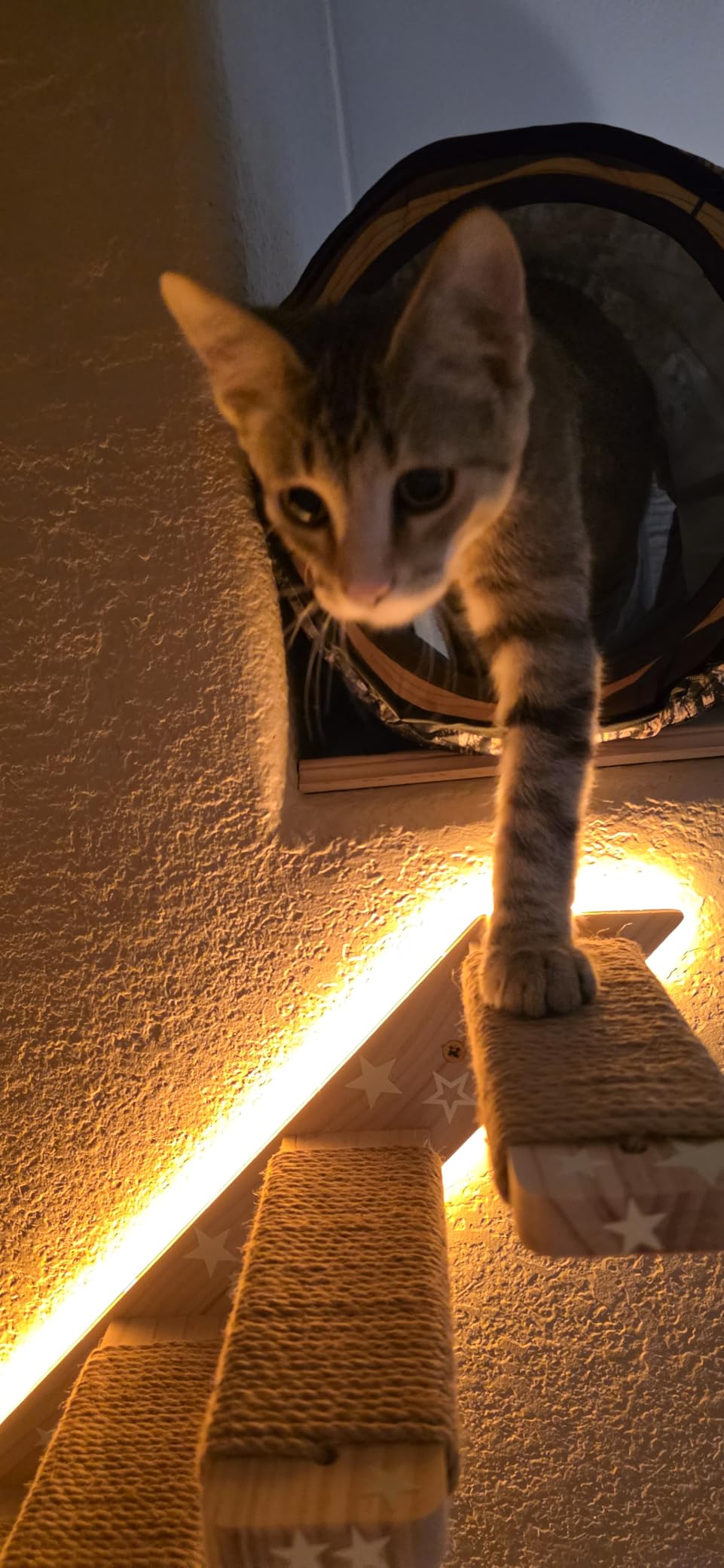 2 Pack 4 Step Cat Wall Shelves and Stairs with Sisal Rope. Cat Wall Steps/Ladder Furniture & Cat Tree Supplies customer photo 1