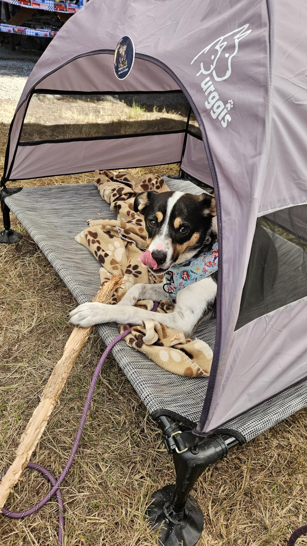 Upgraded Elevated Dog Bed with Canopy, Portable Raised Outdoor Dog Bed with Stable Anti-Slip Feet, Wider Shade Pet Bed Cot, Raised Dog Beds for Large Dogs Camping, Indoor & Outdoor Use customer photo 1
