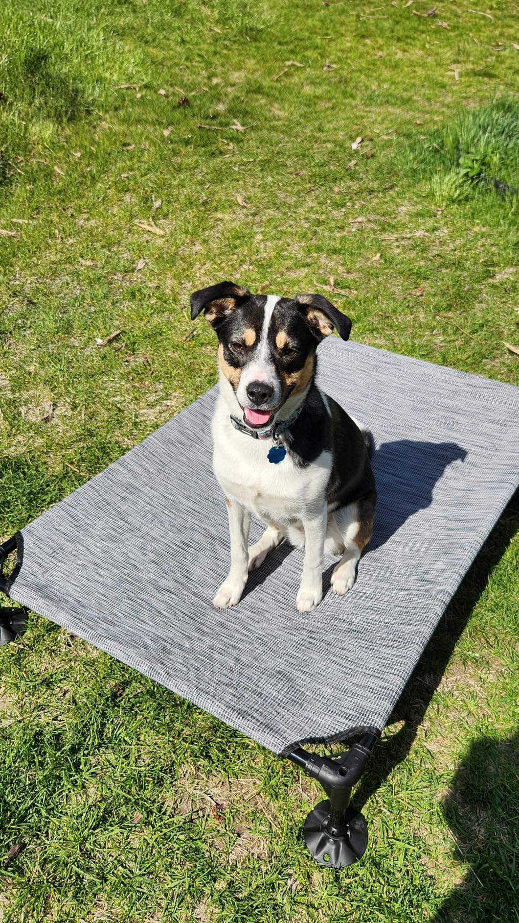 Upgraded Elevated Dog Bed with Canopy, Portable Raised Outdoor Dog Bed with Stable Anti-Slip Feet, Wider Shade Pet Bed Cot, Raised Dog Beds for Large Dogs Camping, Indoor & Outdoor Use customer photo 2